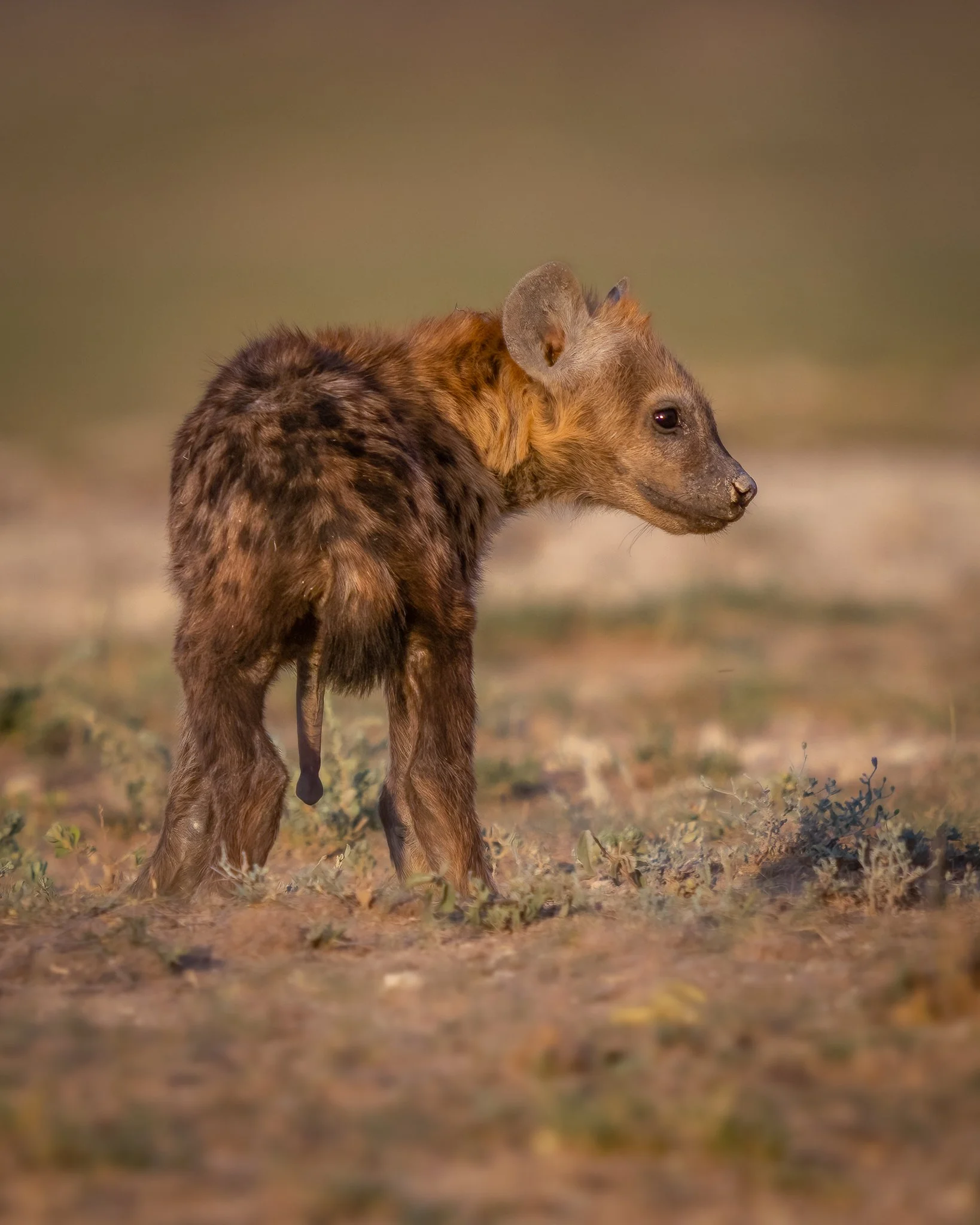 A hyena cub standing on a grassy plain with a blurred background.