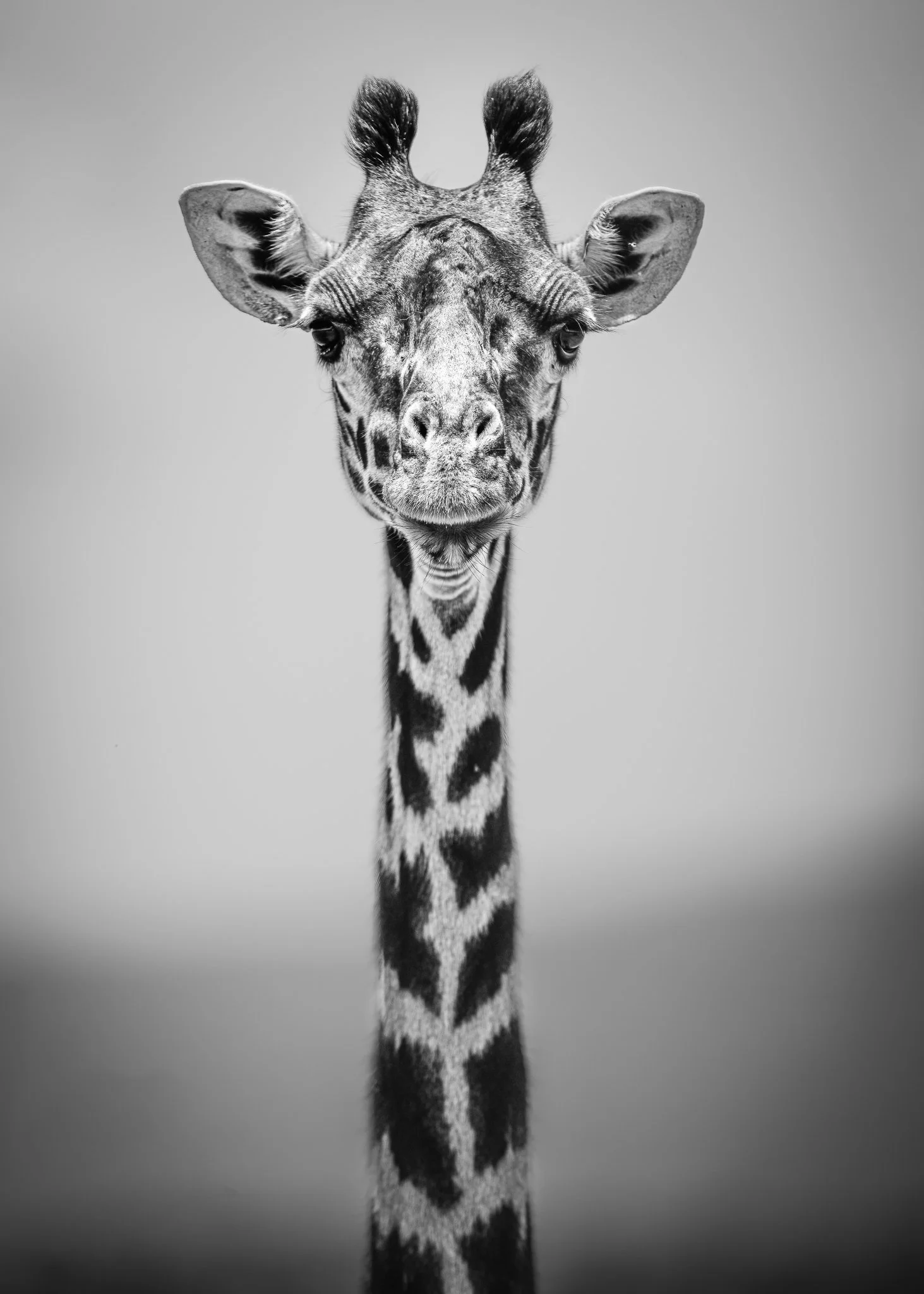 Black and white photo of a giraffe facing forward with a plain background.
