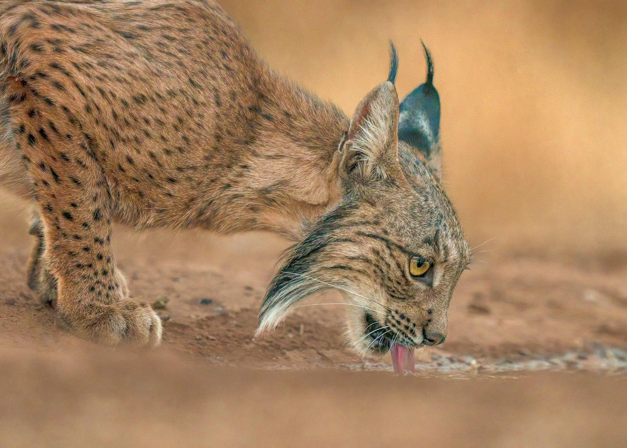 A cheetah crouched on the ground, licking its nose with its tongue.