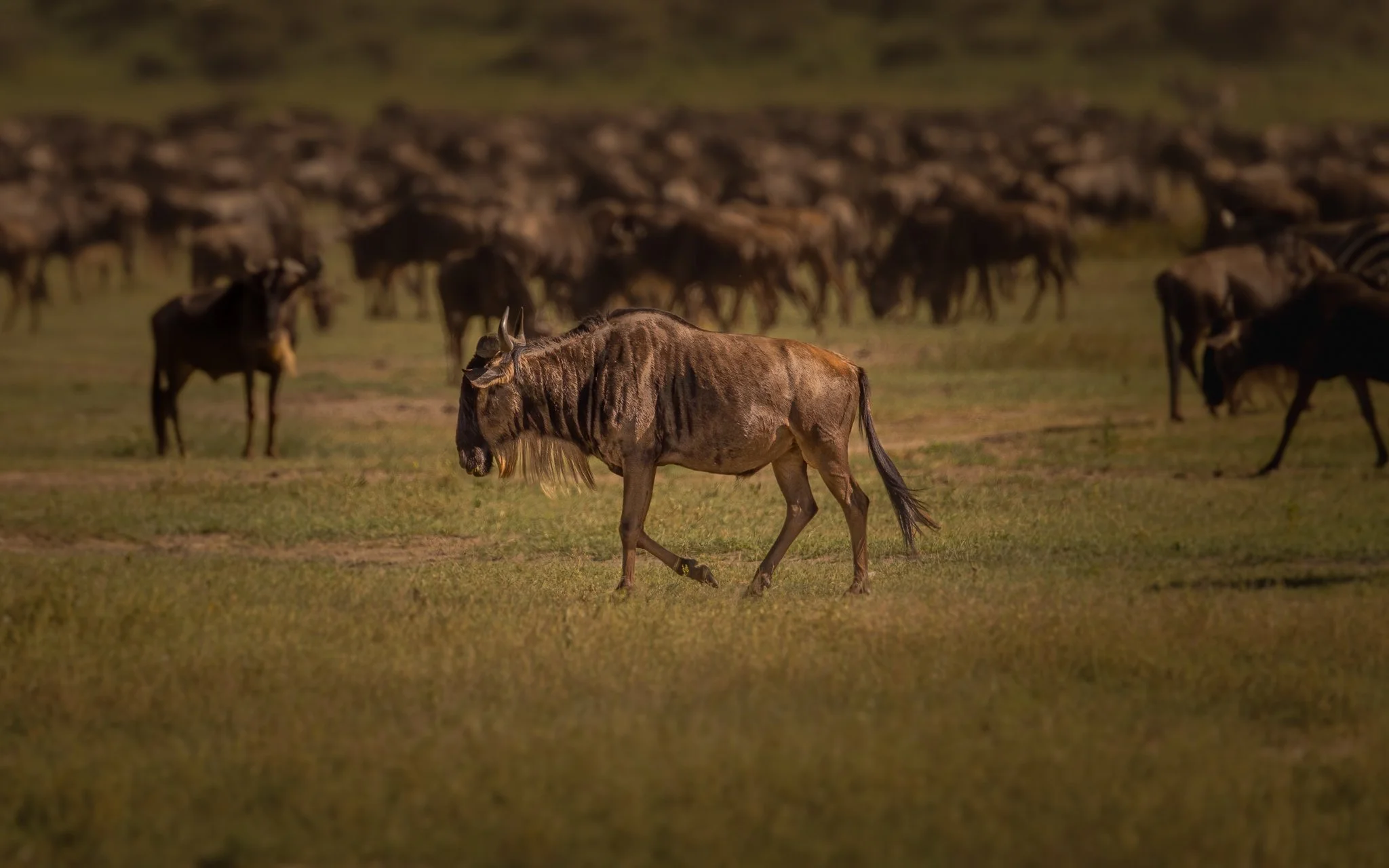 A herd of wildebeests grazing on a grassy plain with one wildebeest in the foreground and many more in the background.
