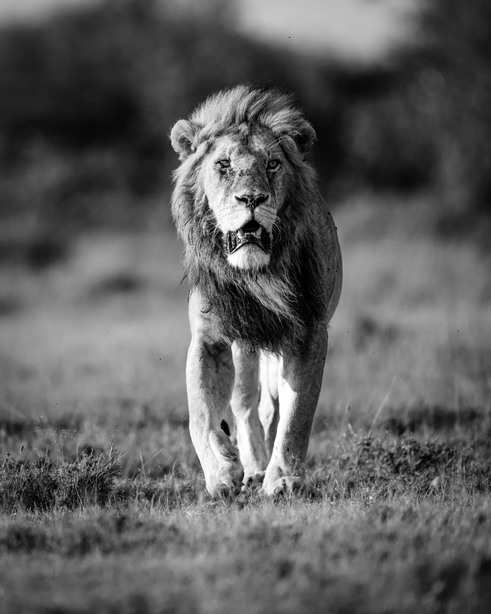 A black and white photo of a lion walking on grass with a blurred background, showing a close-up of its face and powerful physique.