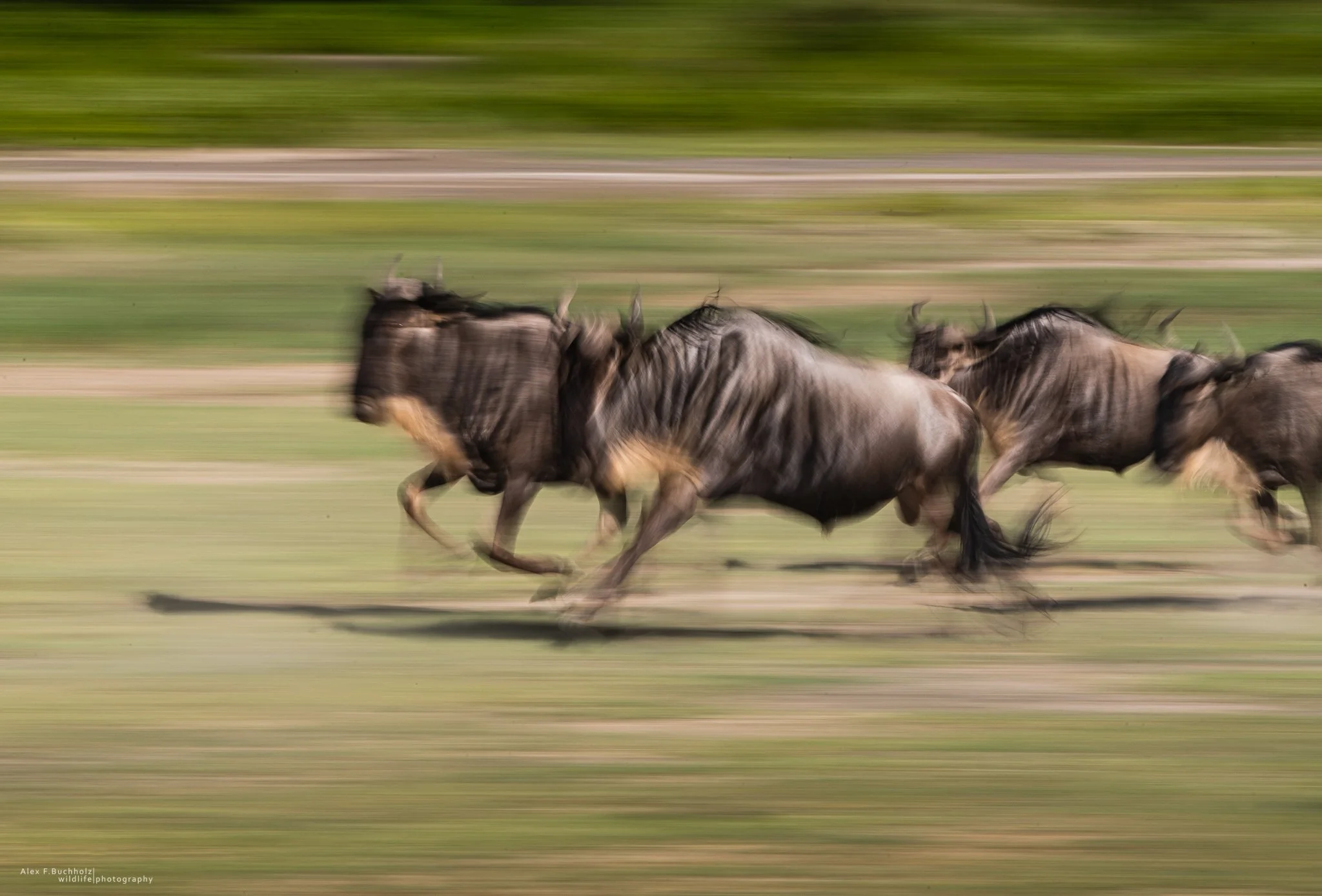 A group of wildebeests running in a grassy savannah with motion blur.