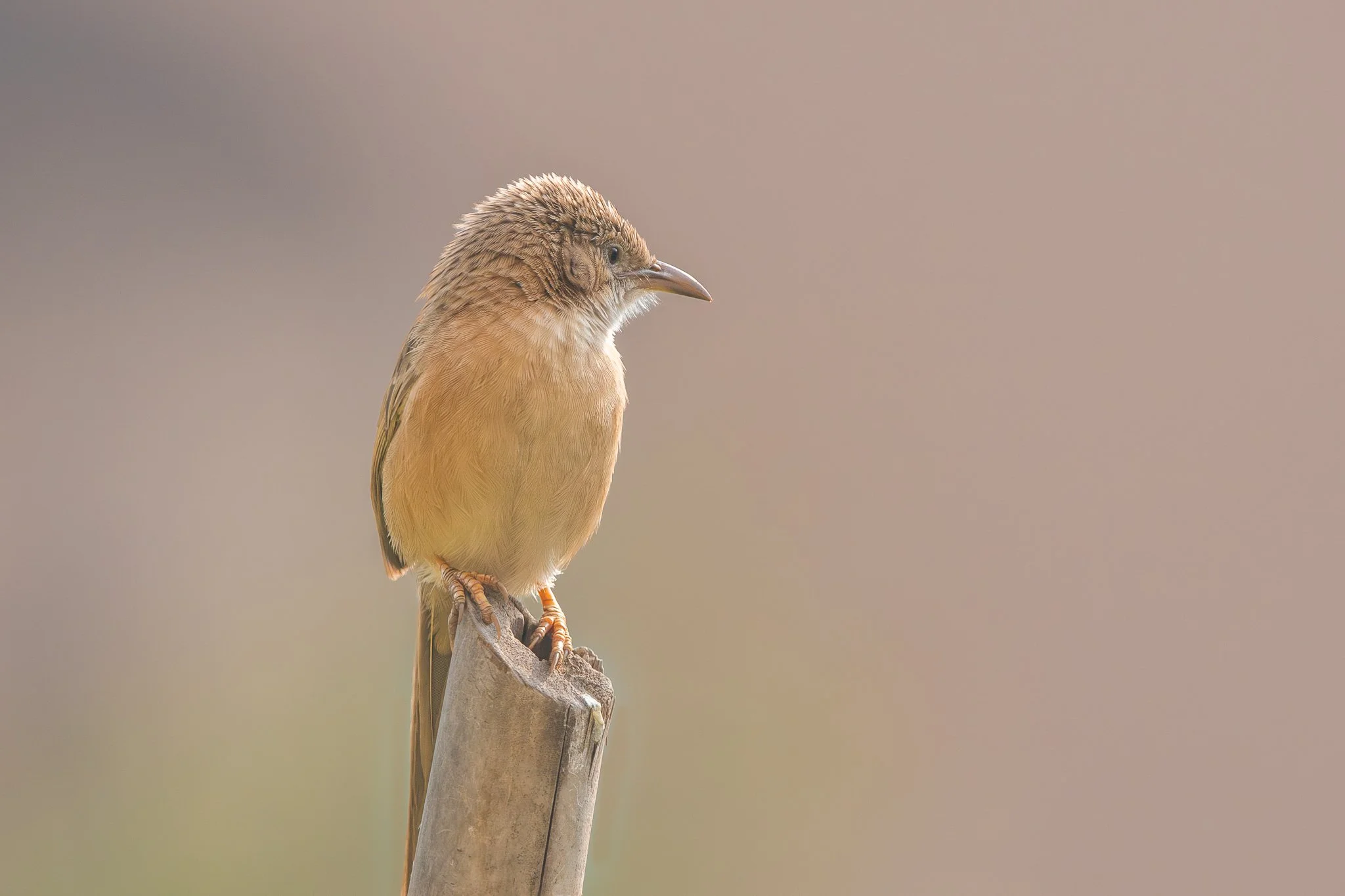 A small brown bird with a curved beak perched on a wooden post against a soft, blurred background.