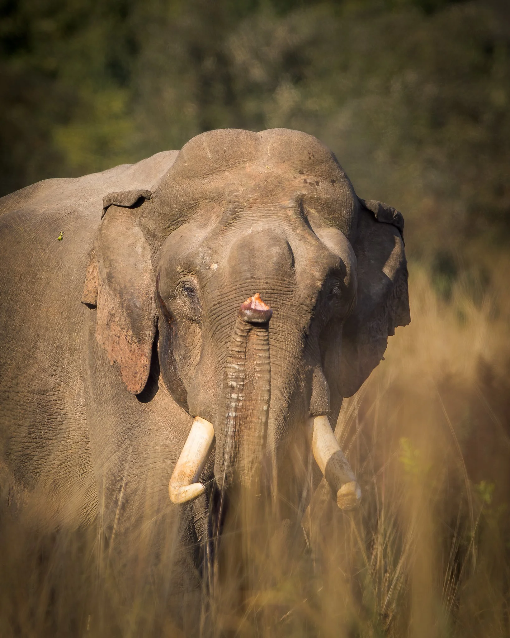 A close-up of an adult elephant standing in tall grass, with trees in the background.
