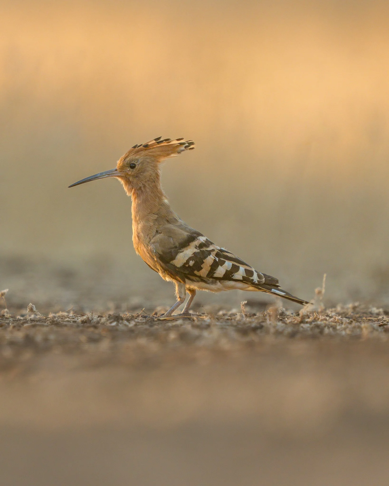 A woodpecker bird standing on the ground with a blurred natural background.