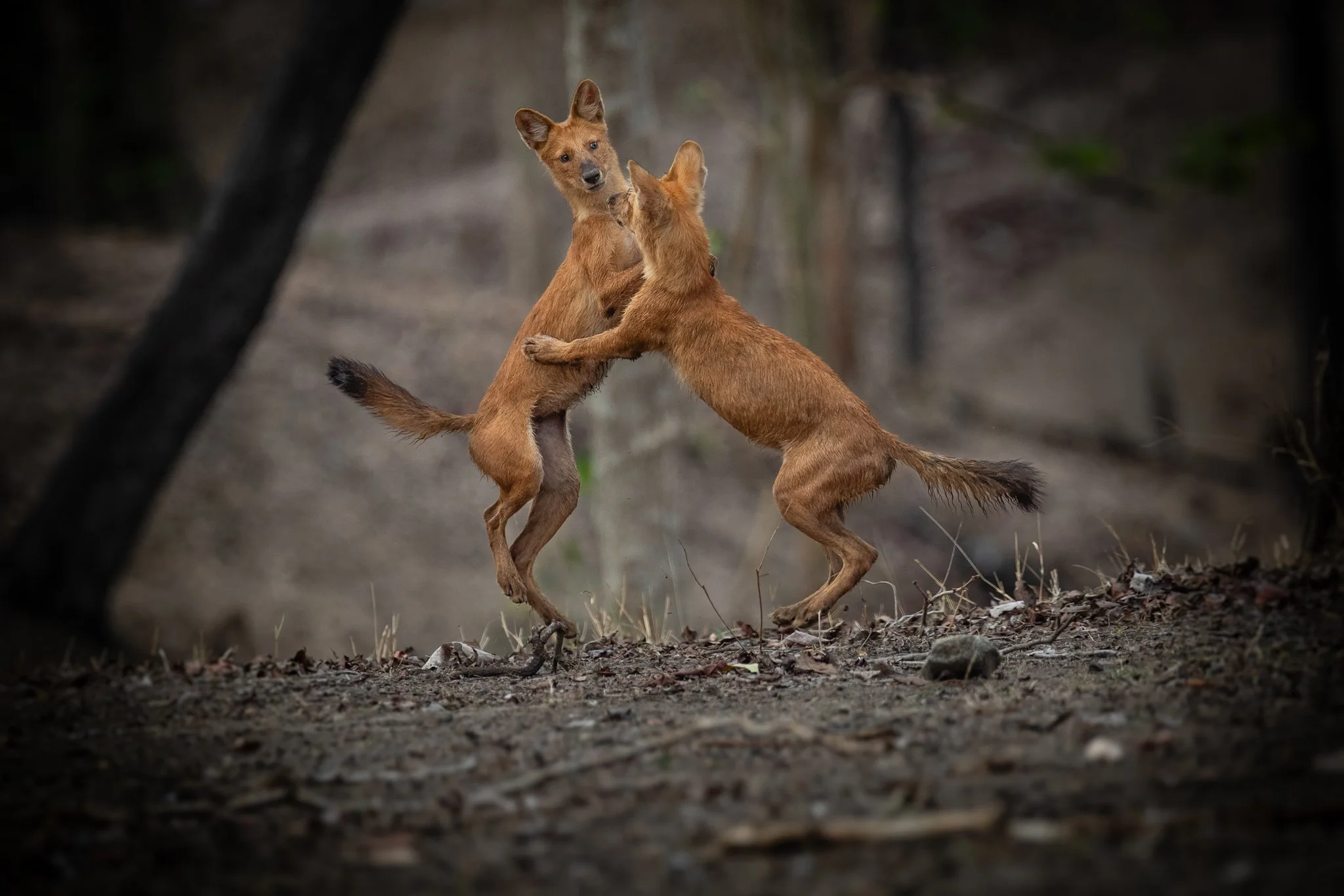 Two foxes engaged in playful fighting in a wooded area.