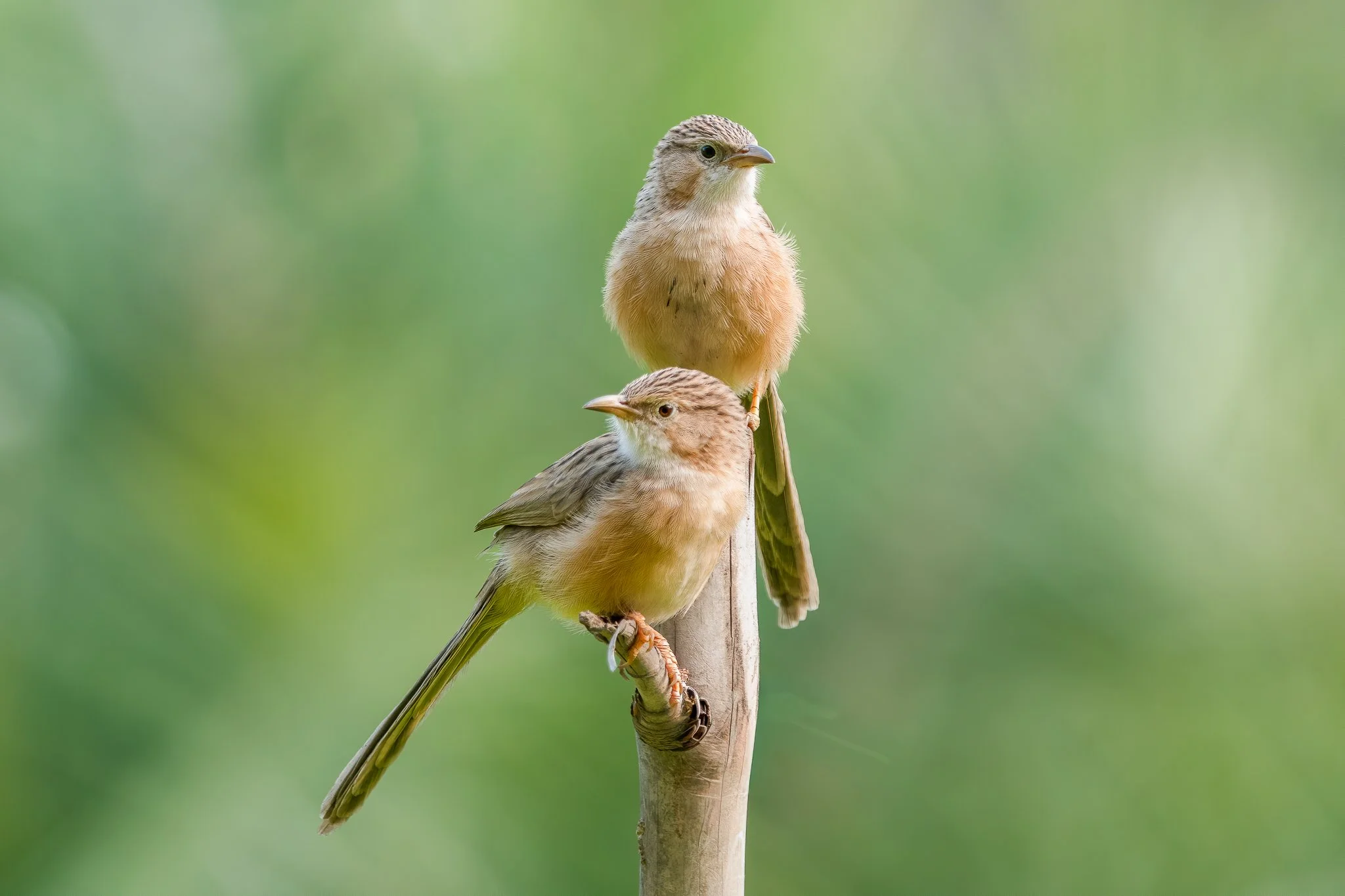 Two small brown and yellow birds perched on a wooden stick against a soft green background.