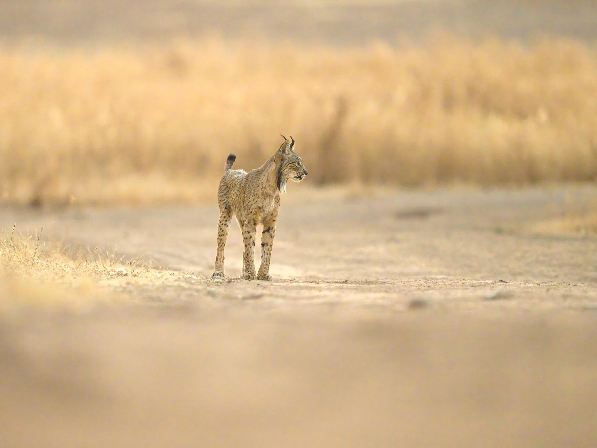 A wild lynx standing on a dirt path in a grassy, open landscape with tall, golden grass in the background.