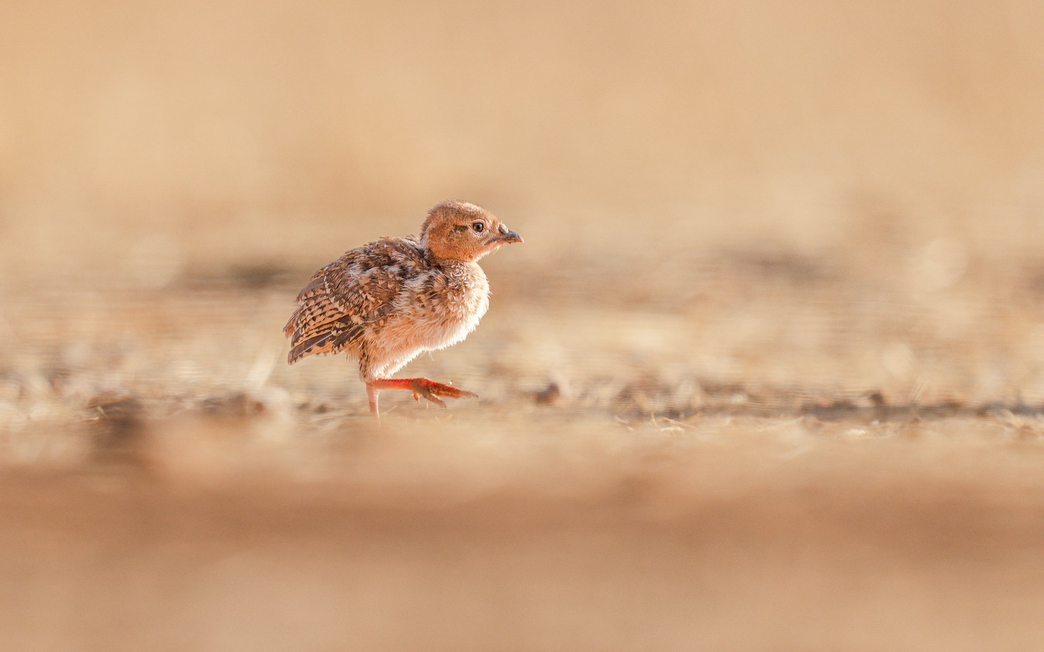 A young bird standing on a dirt ground with a blurred beige background.