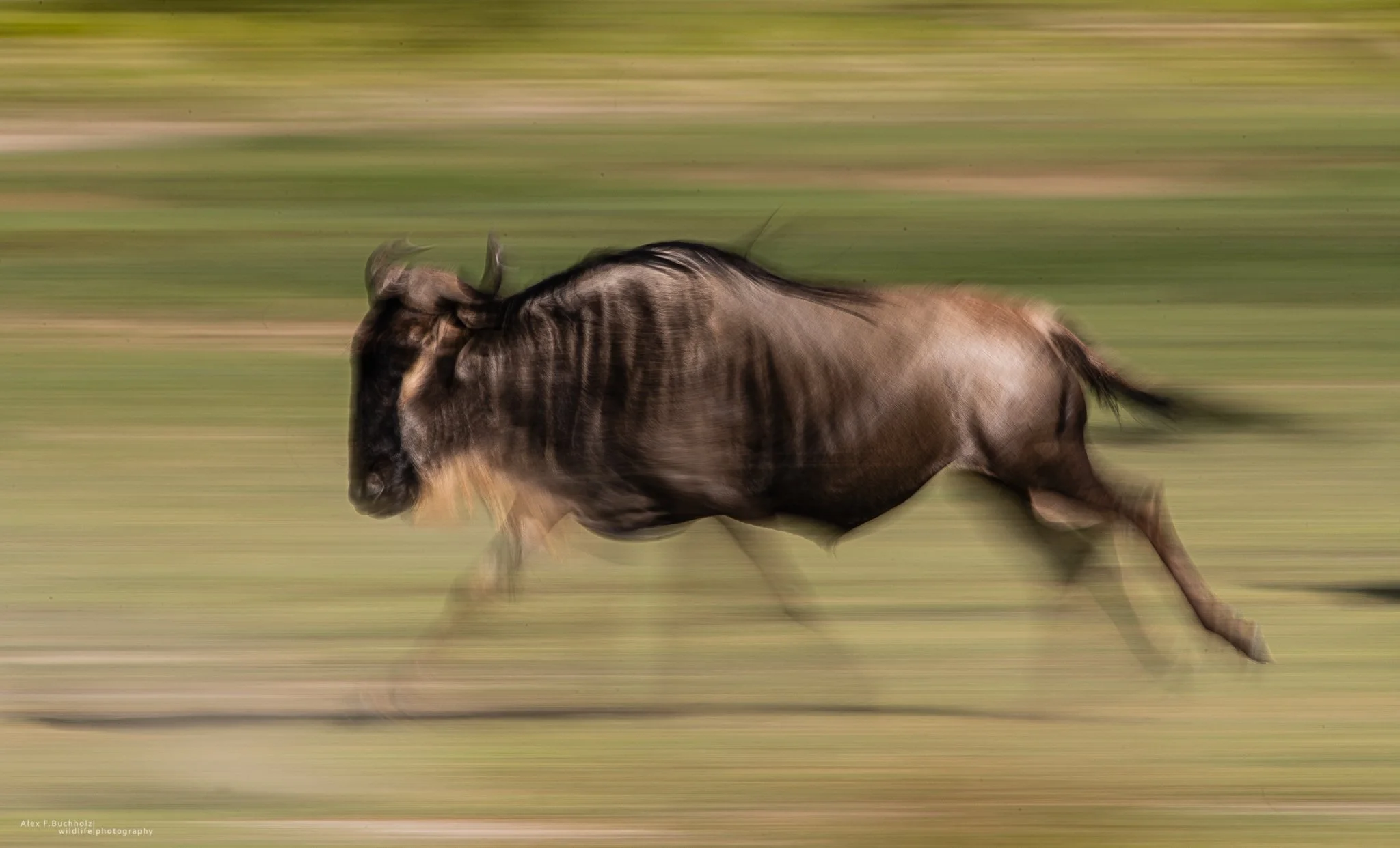 A wildebeest running rapidly across a grassy plain with motion blur.