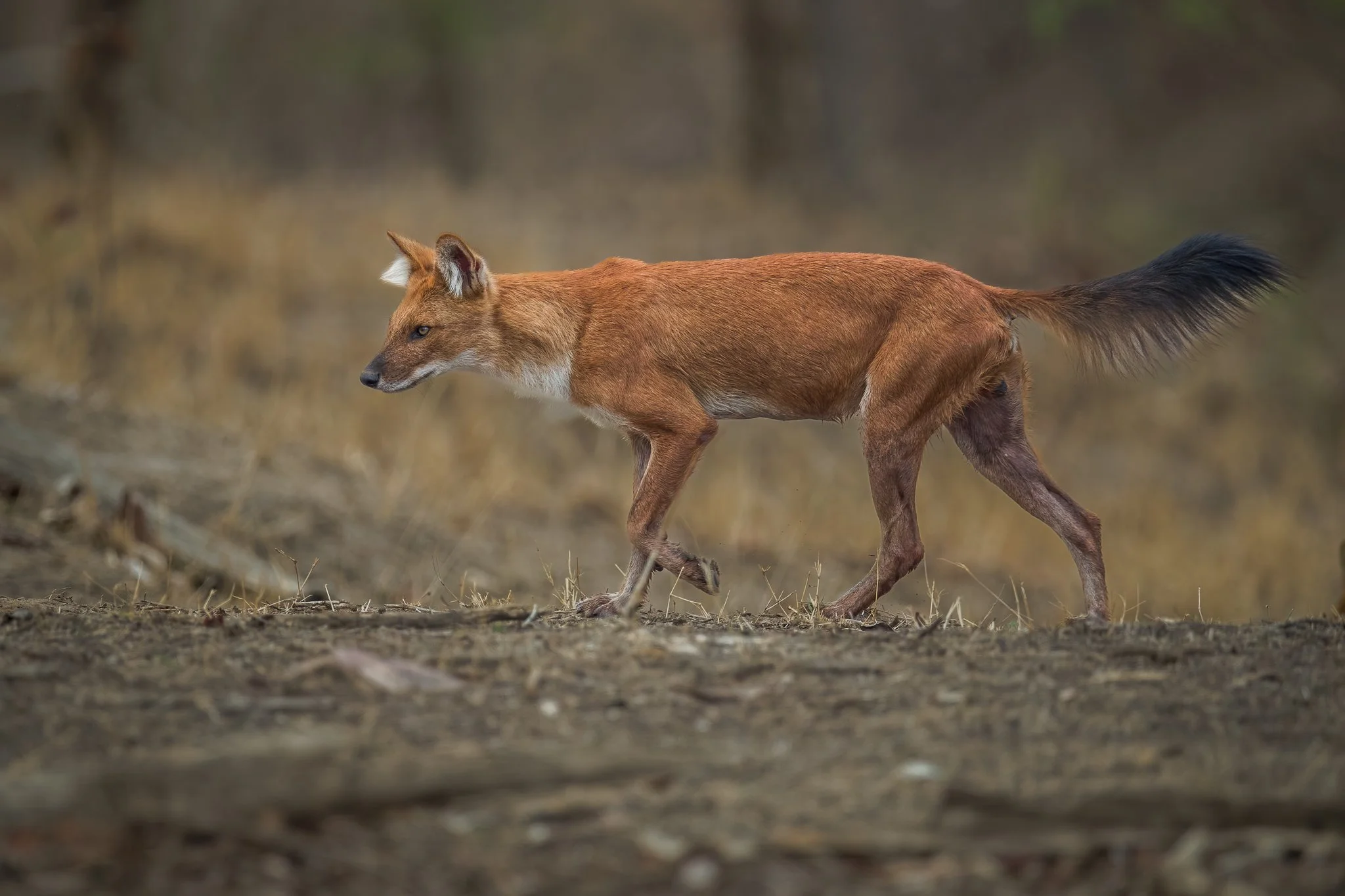 A fox walking on the ground in a natural outdoor setting, with blurred trees and dried grass in the background.