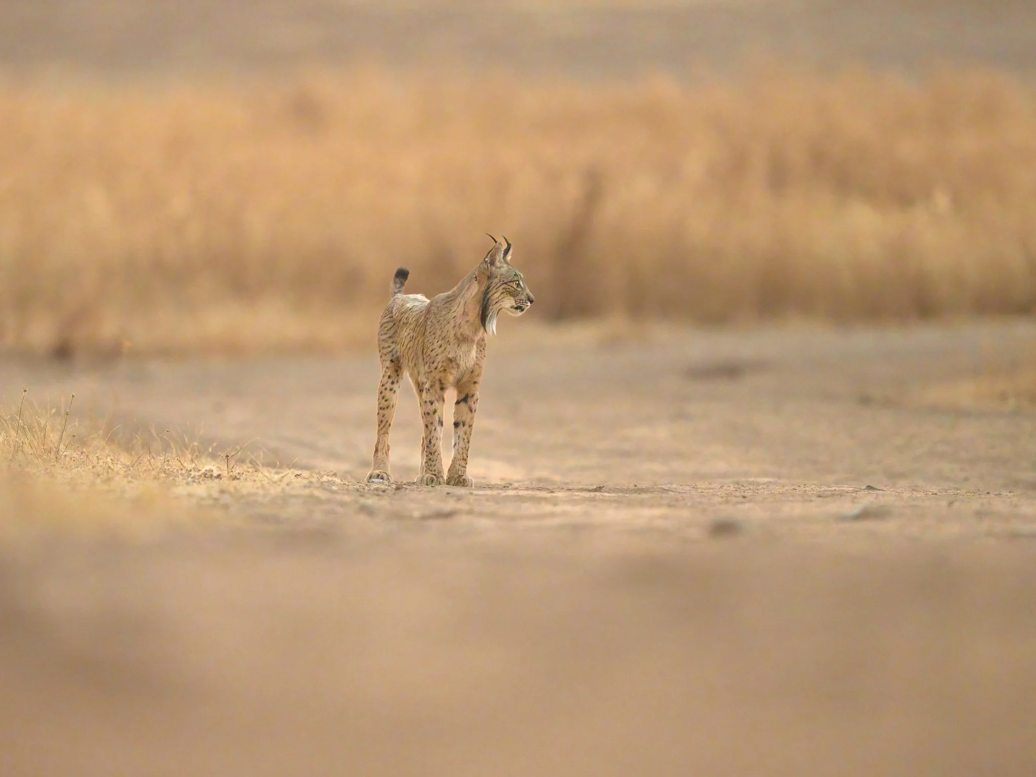 A iberian lynx standing on a dirt path in a dry grassy landscape.