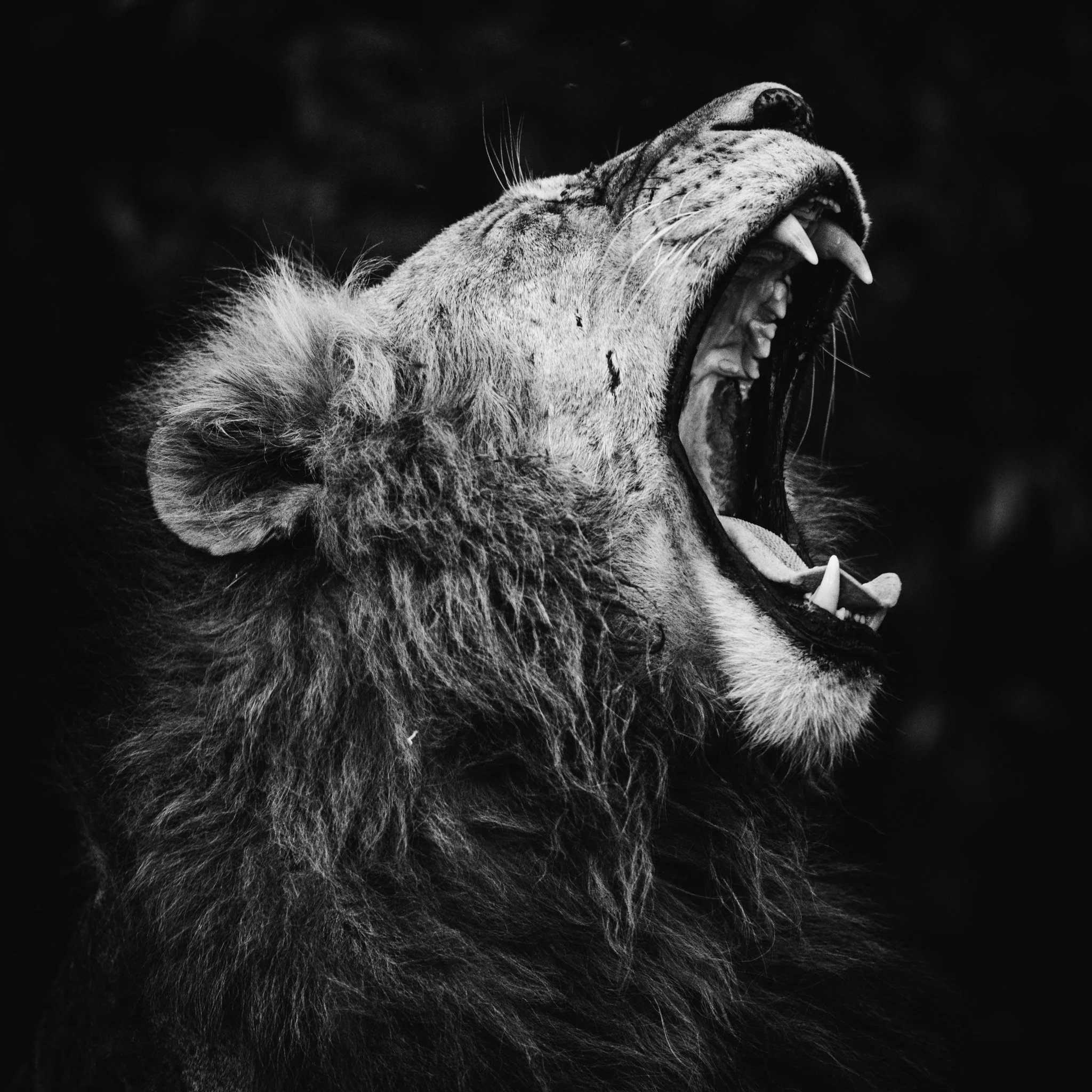 A black and white photograph of a lion's head in profile with its mouth wide open, showing sharp teeth and tongue.