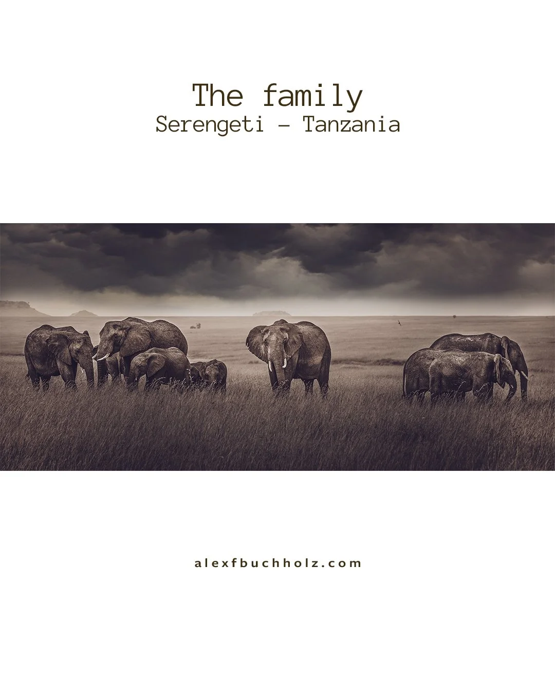 Group of elephants walking across a savannah under dark, stormy sky in Serengeti, Tanzania.
