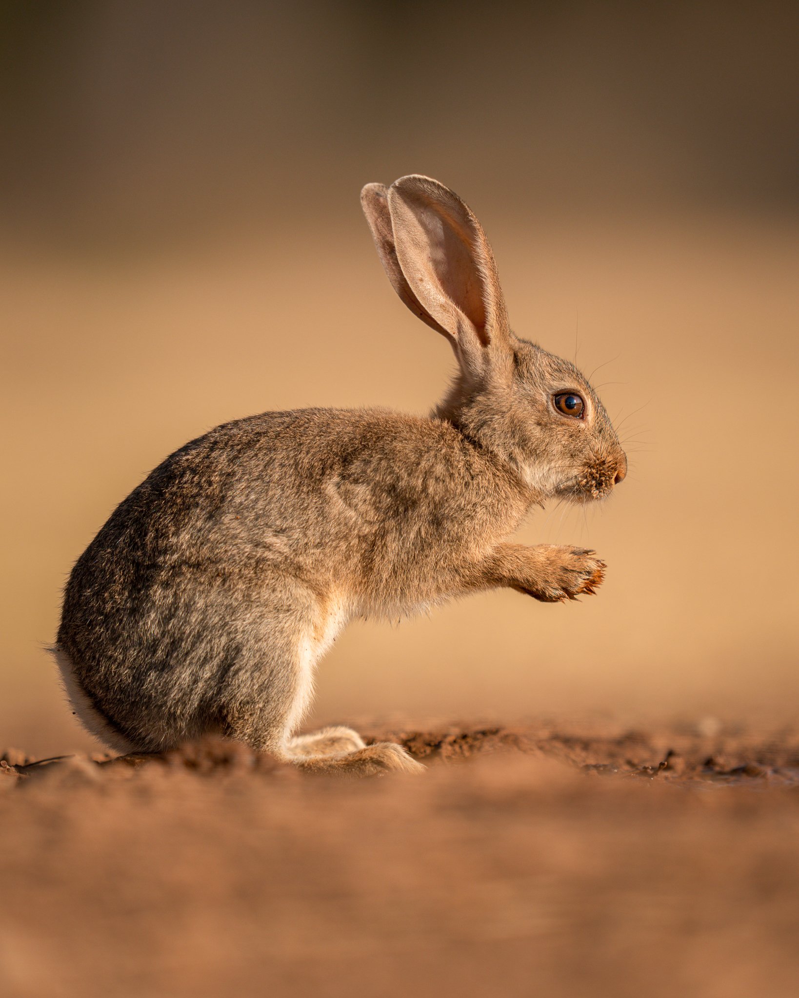 A rabbit sitting on the ground with large ears and brown fur, against a blurred natural background.