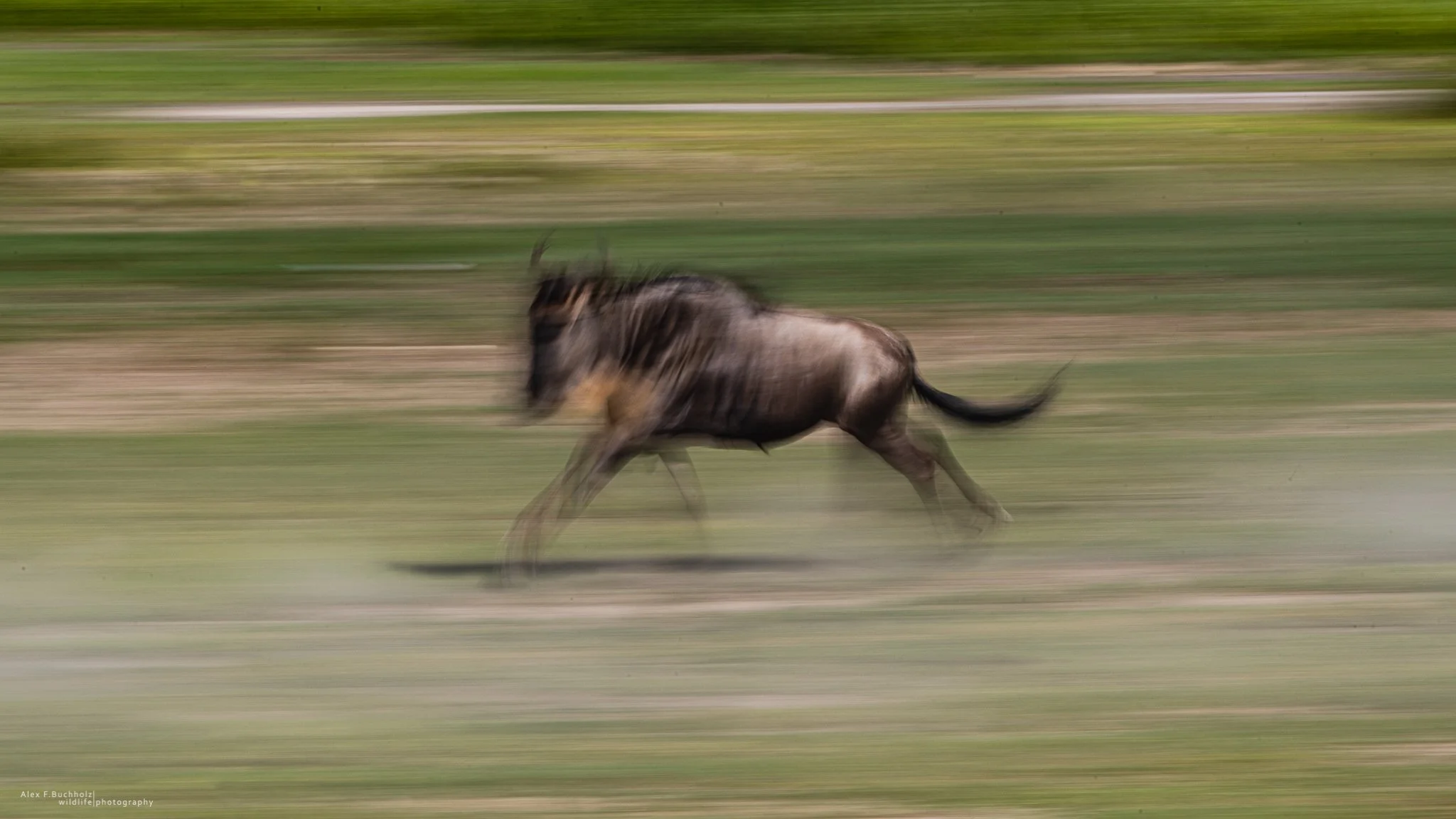 A running animal, likely an elk, captured with motion blur on a grassy landscape