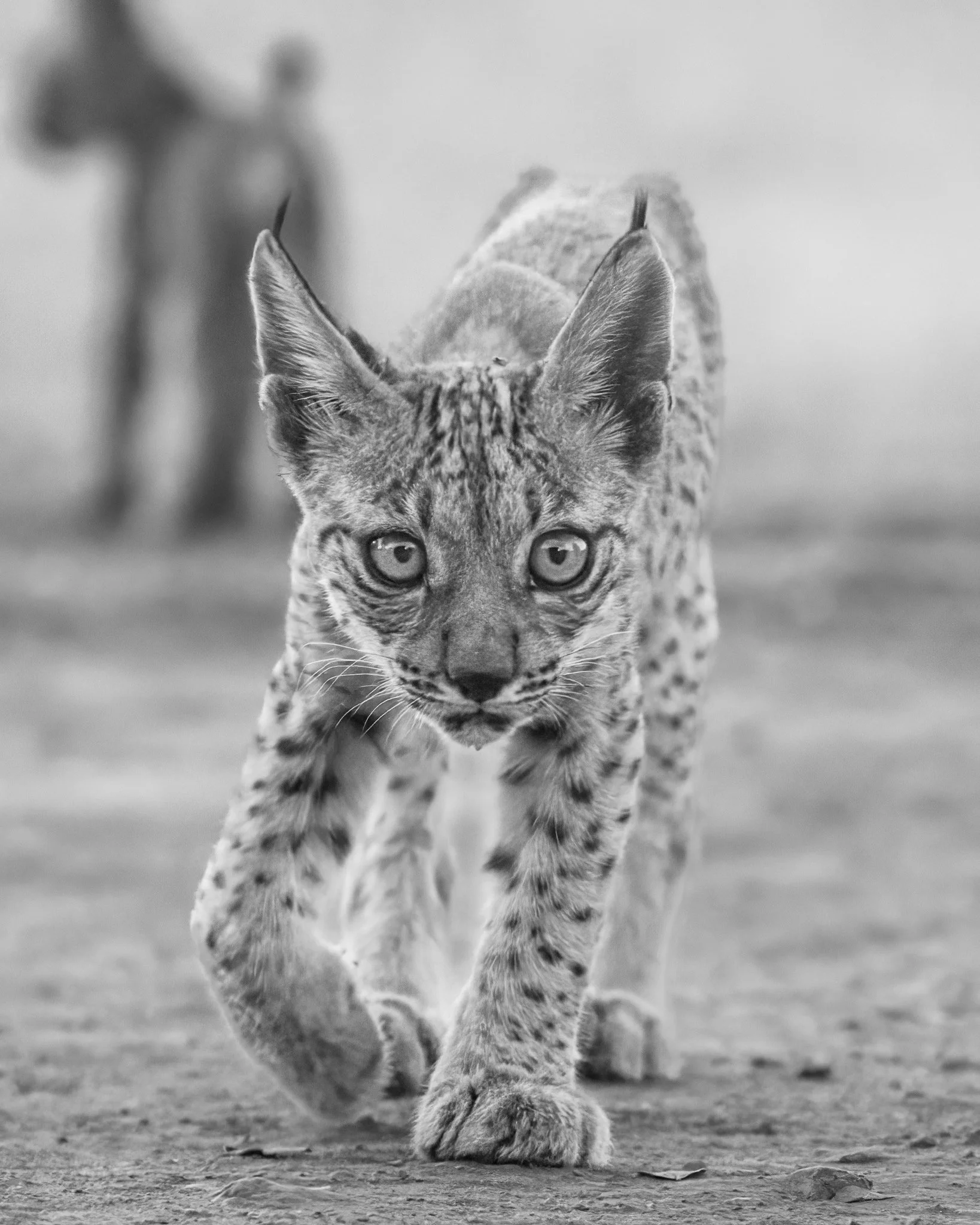 A young iberian lynx walking towards the camera with an animal in the background.