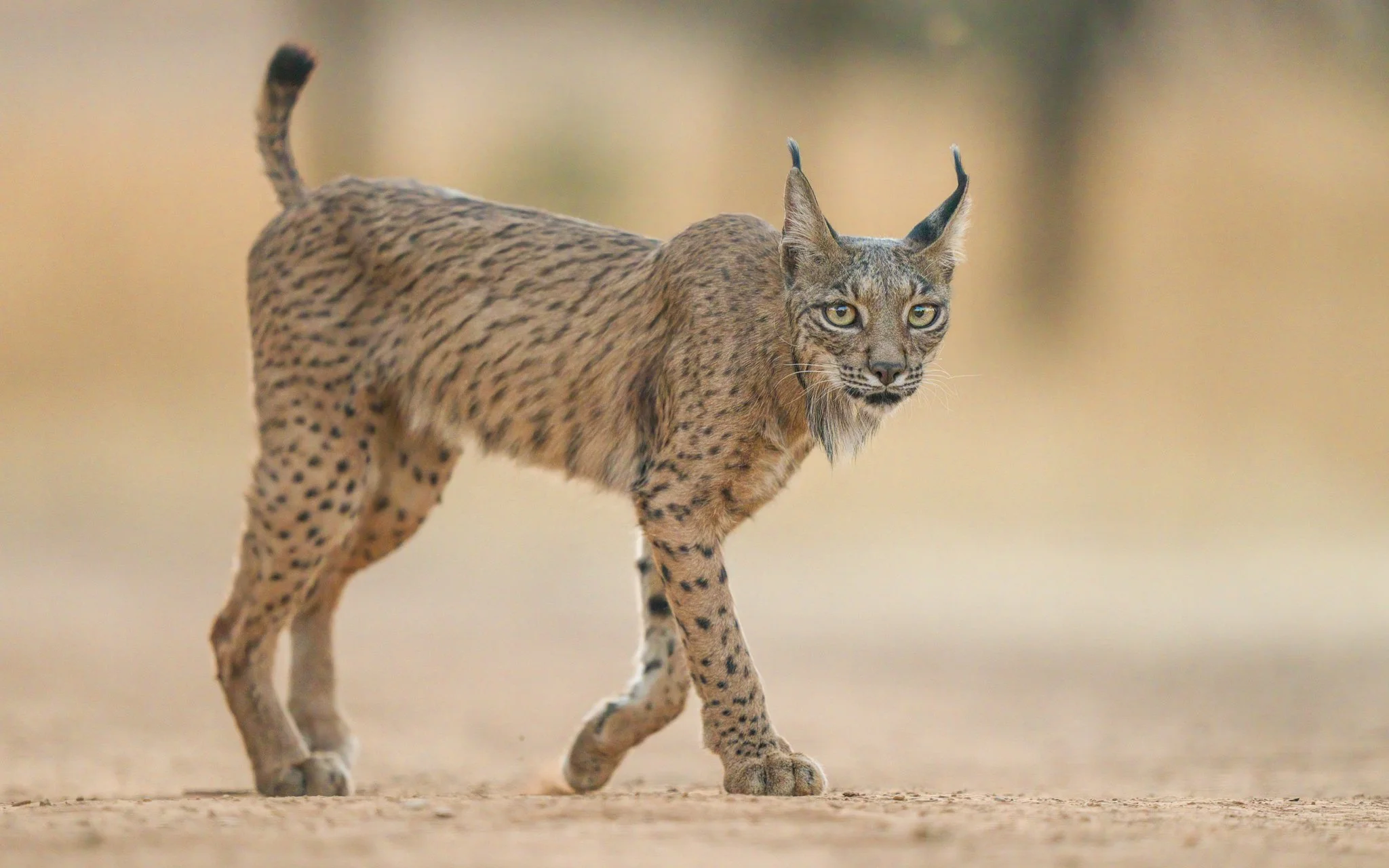 A hybrid animal with the body of a cheetah and the face and horns of a gazelle, walking on a sandy terrain.
