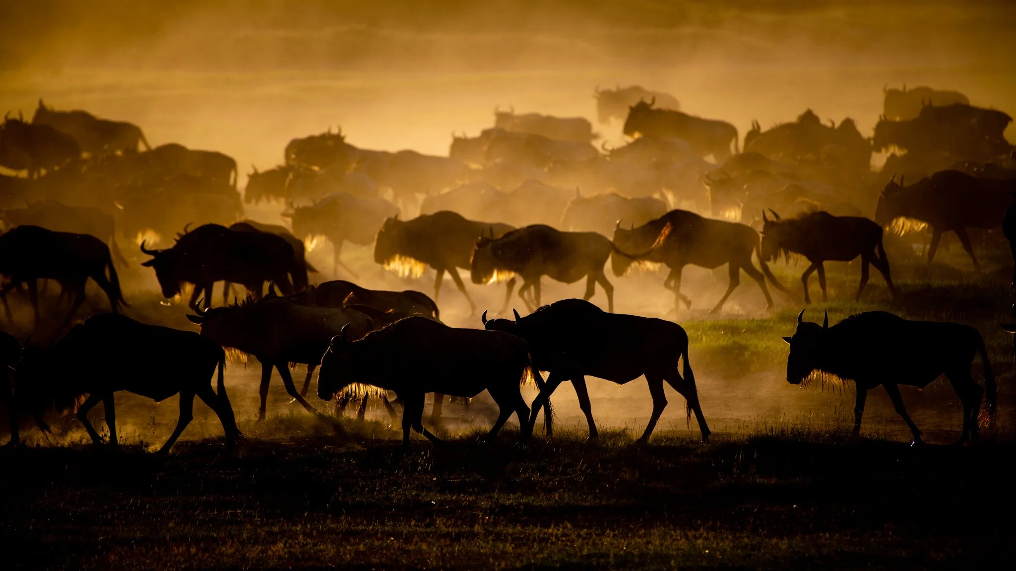 A herd of wildebeests moving across a dusty plain at sunset or sunrise, with warm, golden light illuminating the scene.
