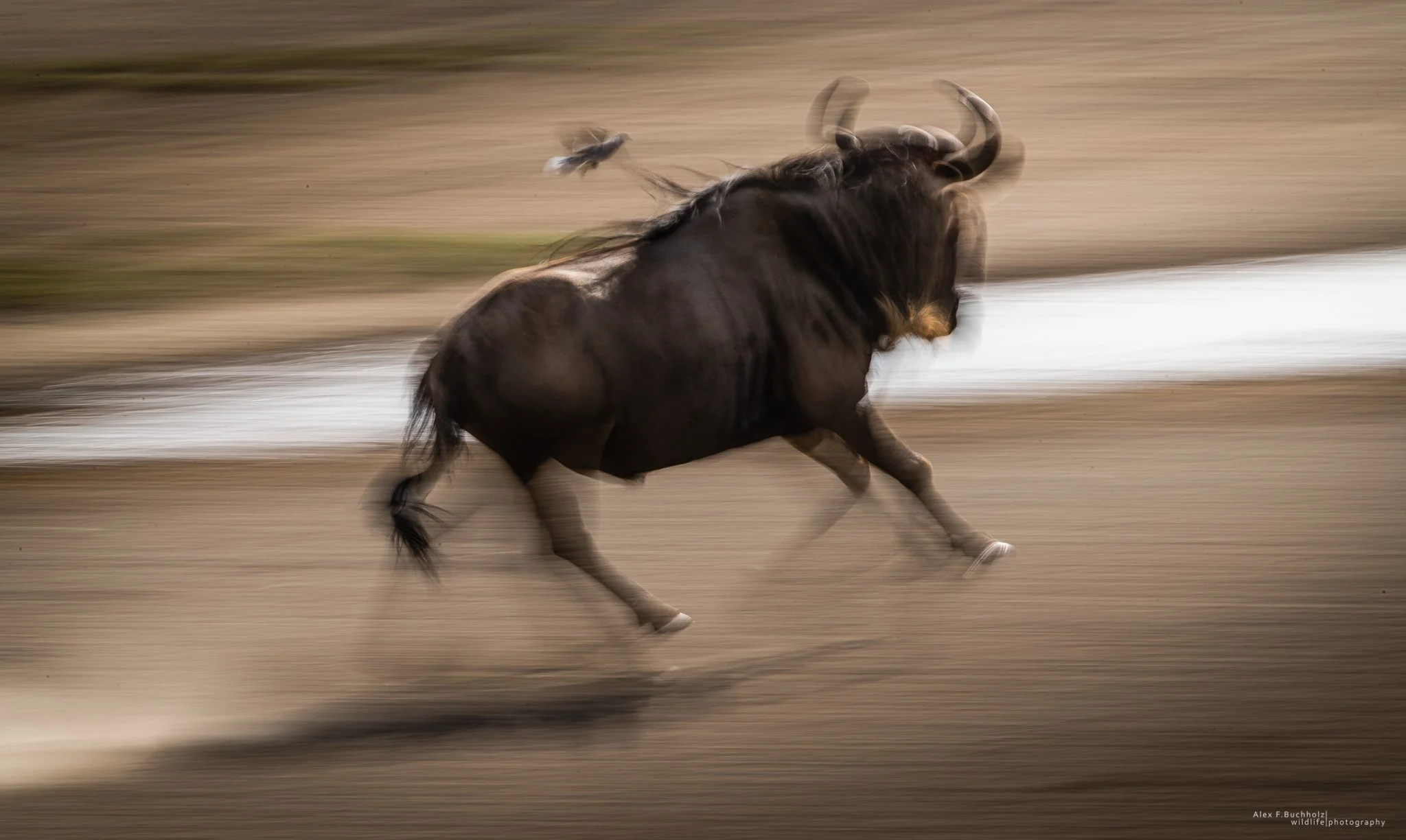 A wildebeest running at full speed on a dirt track with a bird flying nearby in the background.