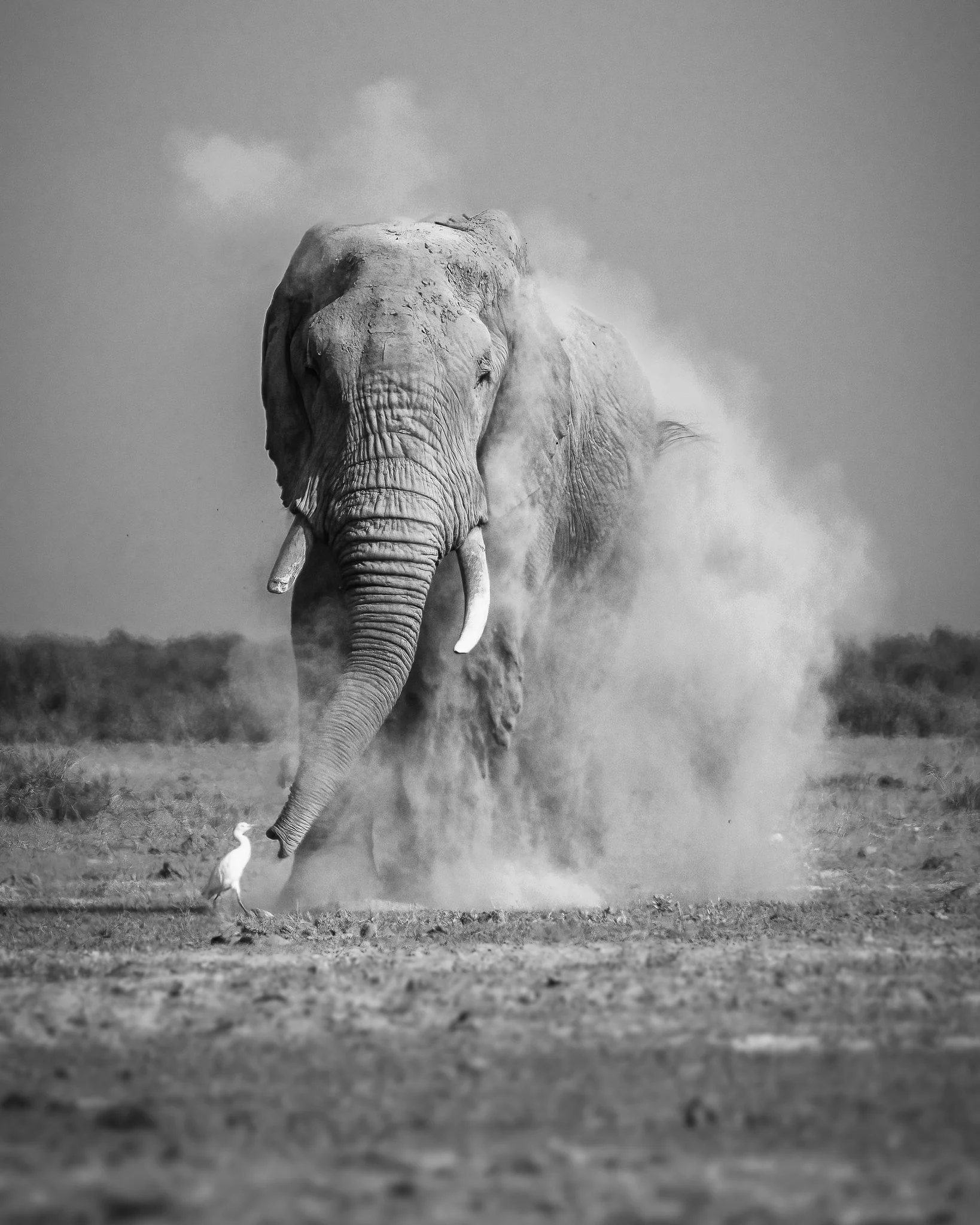 A black and white photograph of an elephant walking on the plains, with a bird on the ground nearby.