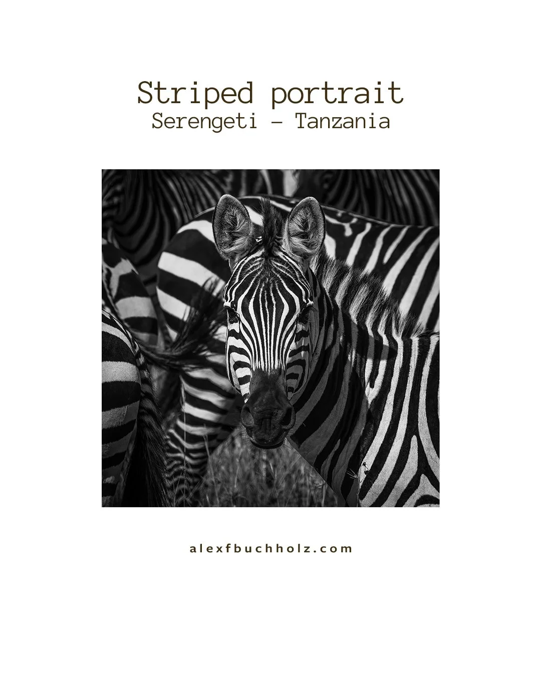 Black and white portrait of a zebra among others in Serengeti, Tanzania.
