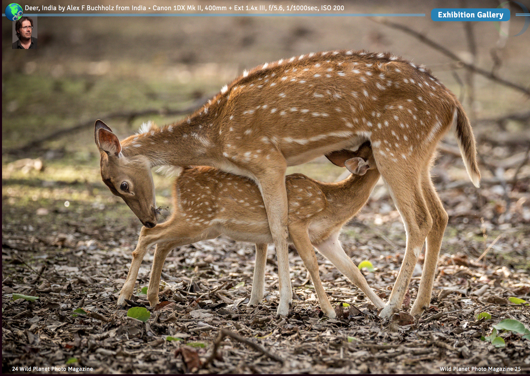 A mother deer with white spots on its back and neck nursing her fawn, which also has white spots, on a forest floor covered with dry leaves and small green plants.