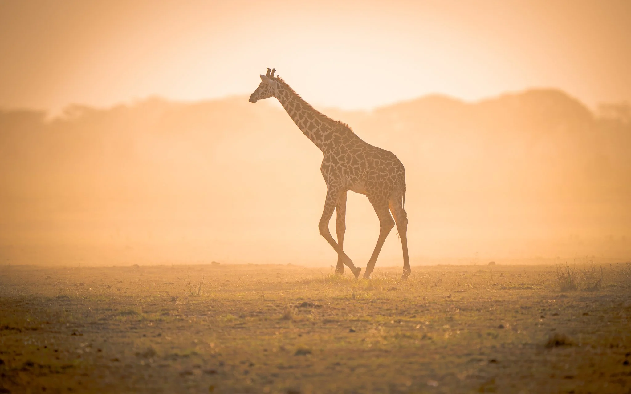 A giraffe walking across a grassy plain during sunset with a hazy background.
