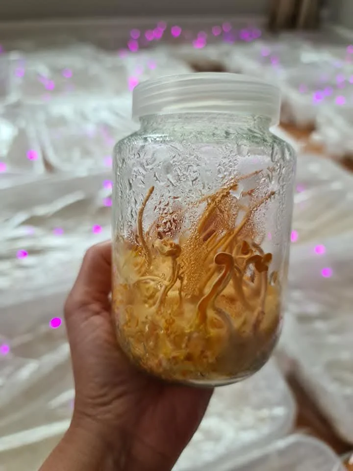 Cordyceps: The High-Altitude Energy Engine