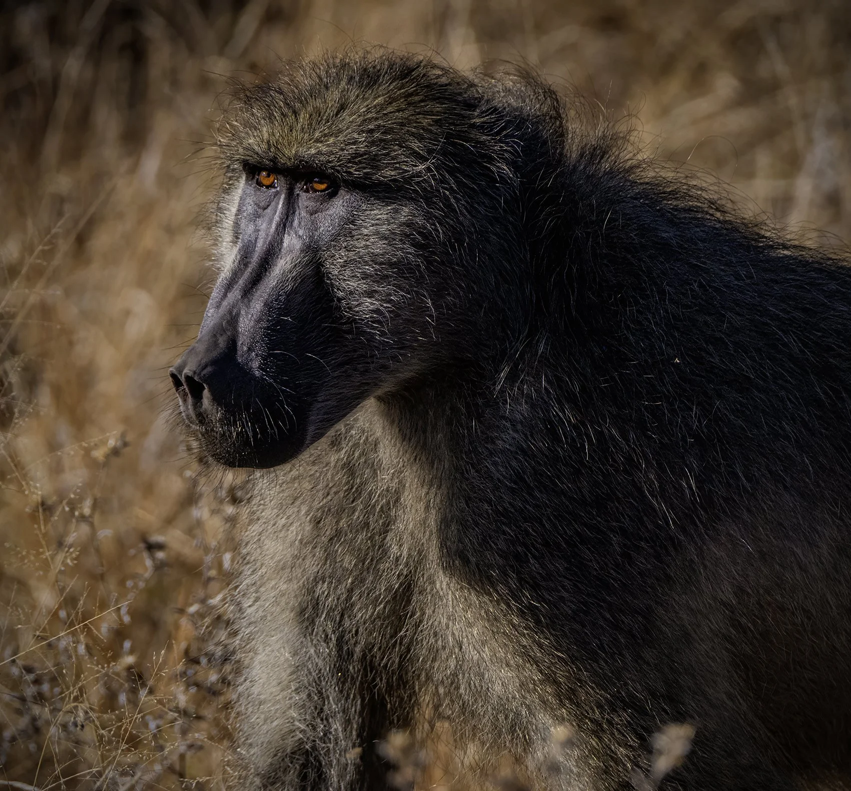 South Africa - game drives and great days