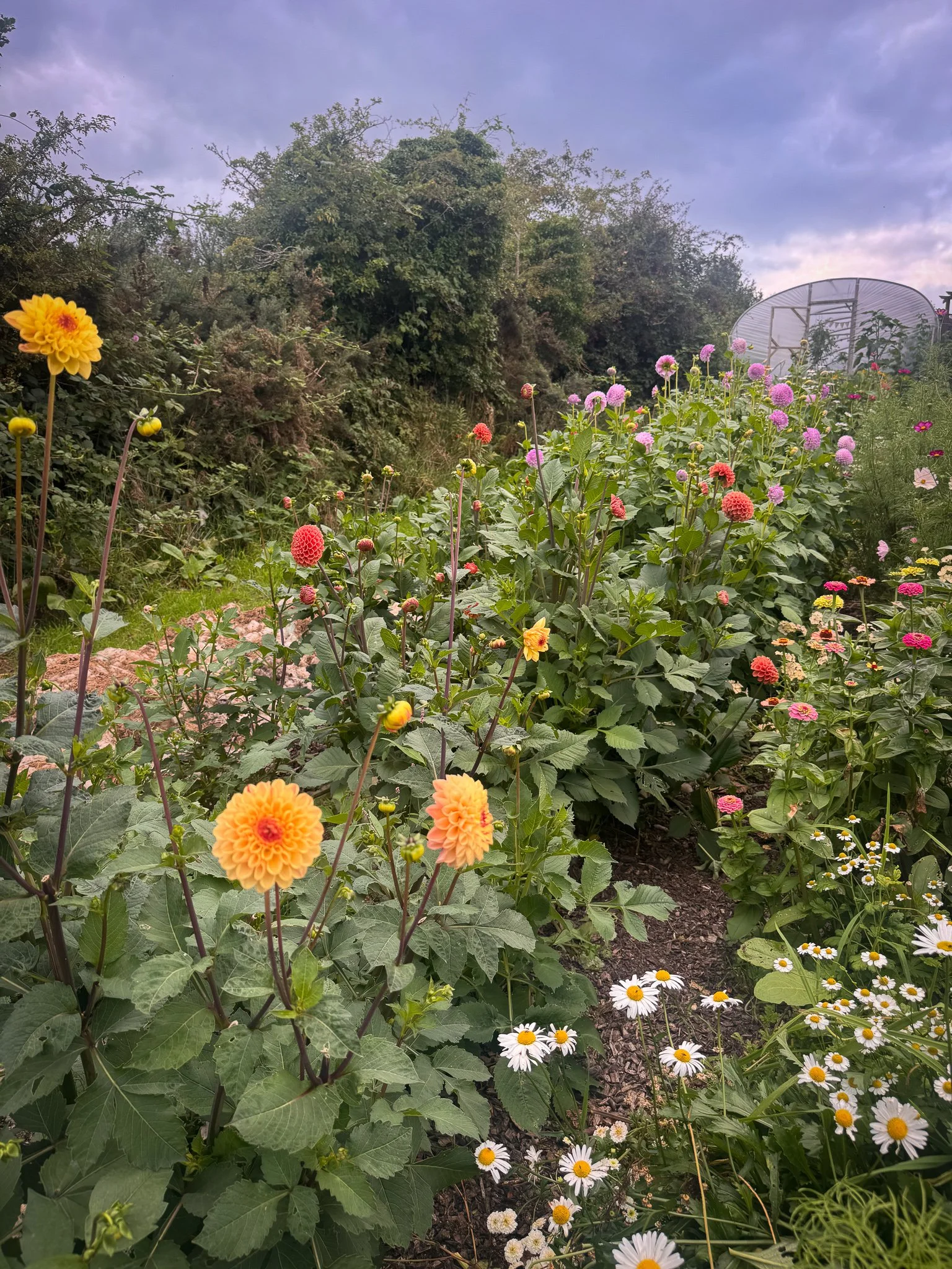 A garden full of colorful flowers including dahlias, daisies, and globe amaranth with a greenhouse in the background and a cloudy sky overhead.