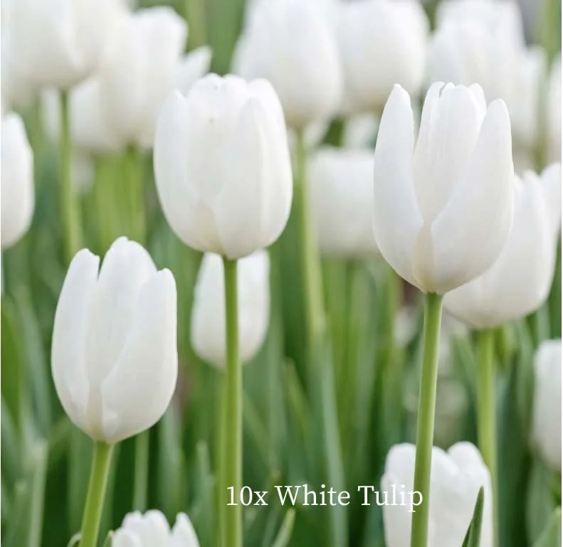 springbulb-images-02.jpg