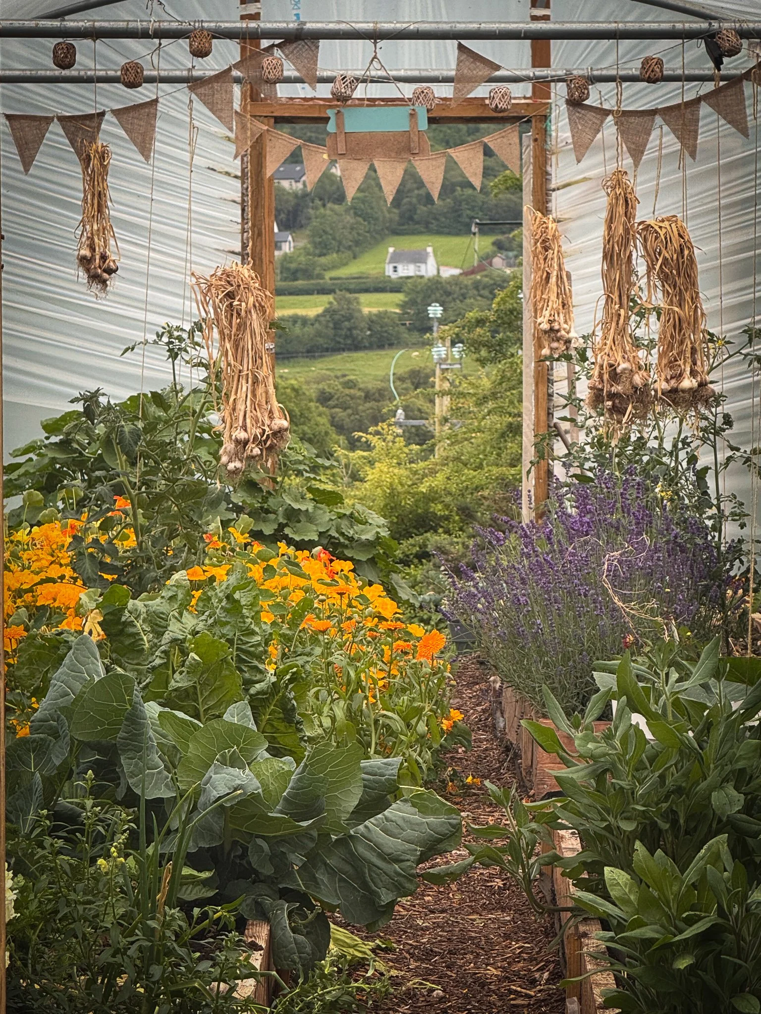 Inside a greenhouse with hanging garlic, triangular burlap banners, and lush vegetable and herb garden, overlooking distant green hills and houses.