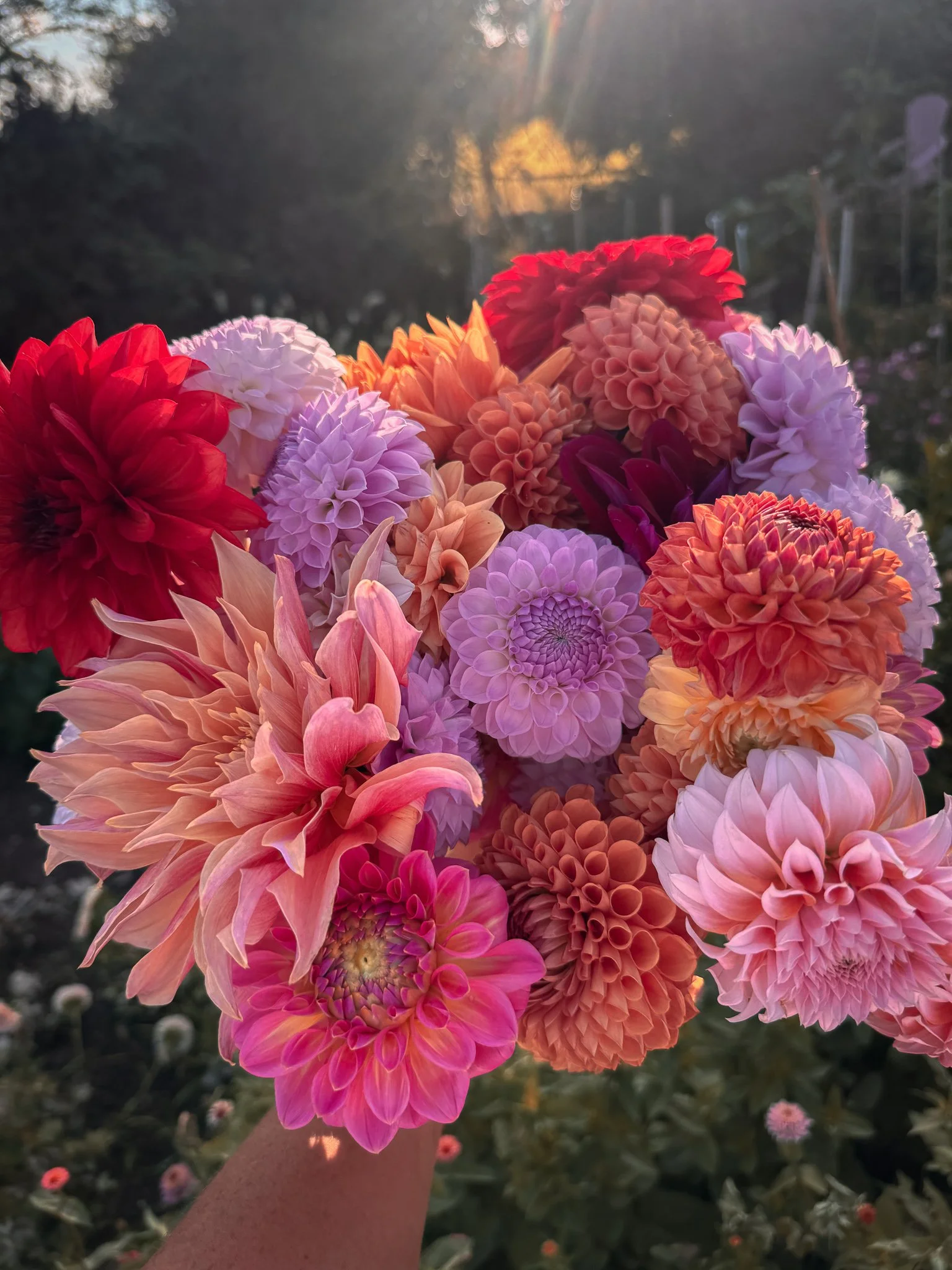 A colorful bouquet of various garden flowers with hues of pink, purple, red, and orange, held up against a background of trees and a sunset sky.