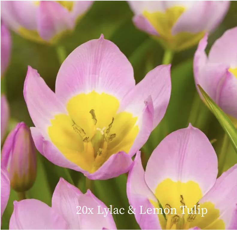 springbulb-images-04.jpg