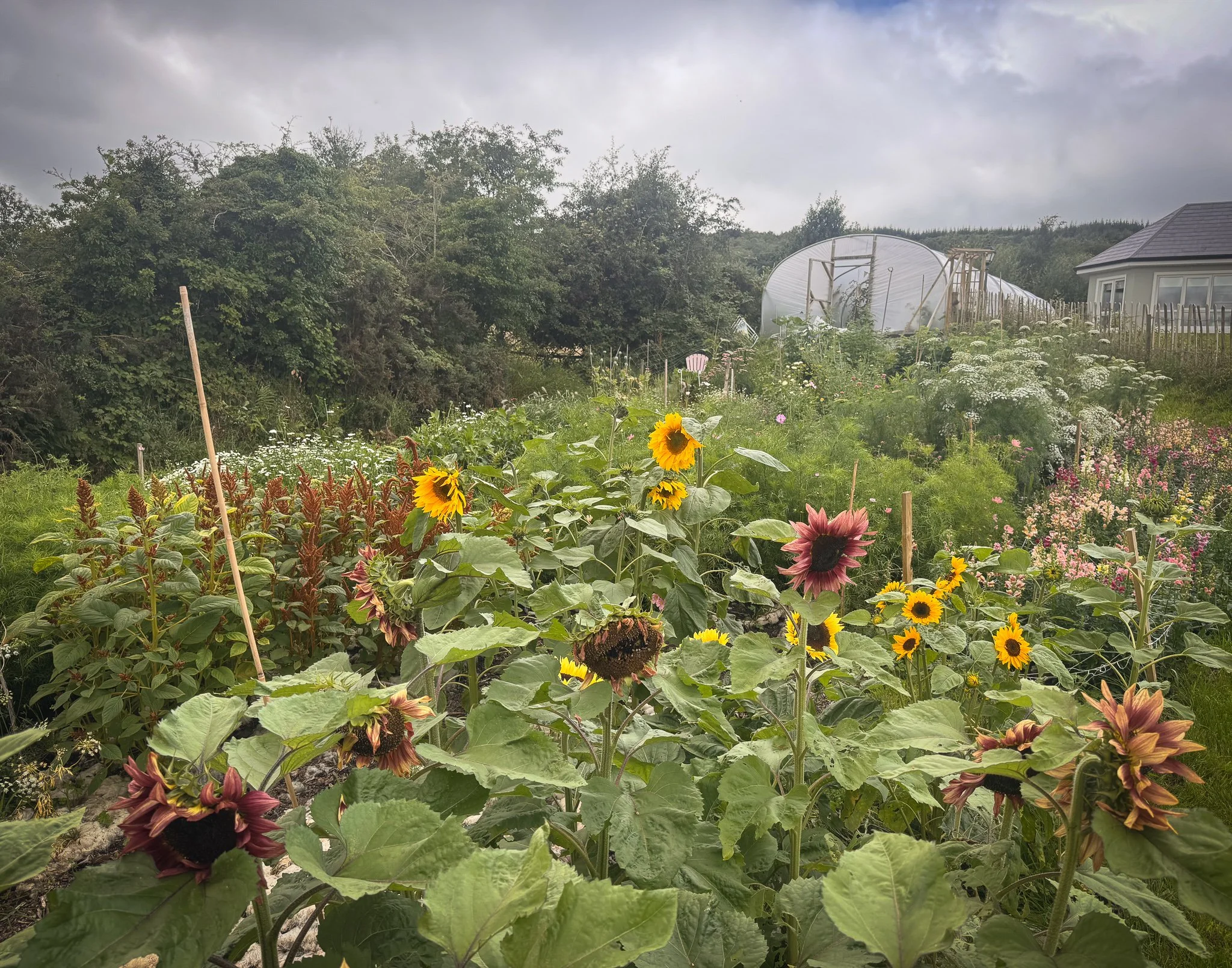 A lush garden with sunflowers and other blooming flowers, a greenhouse or plastic tunnel in the background, surrounded by trees and a house, under a cloudy sky.