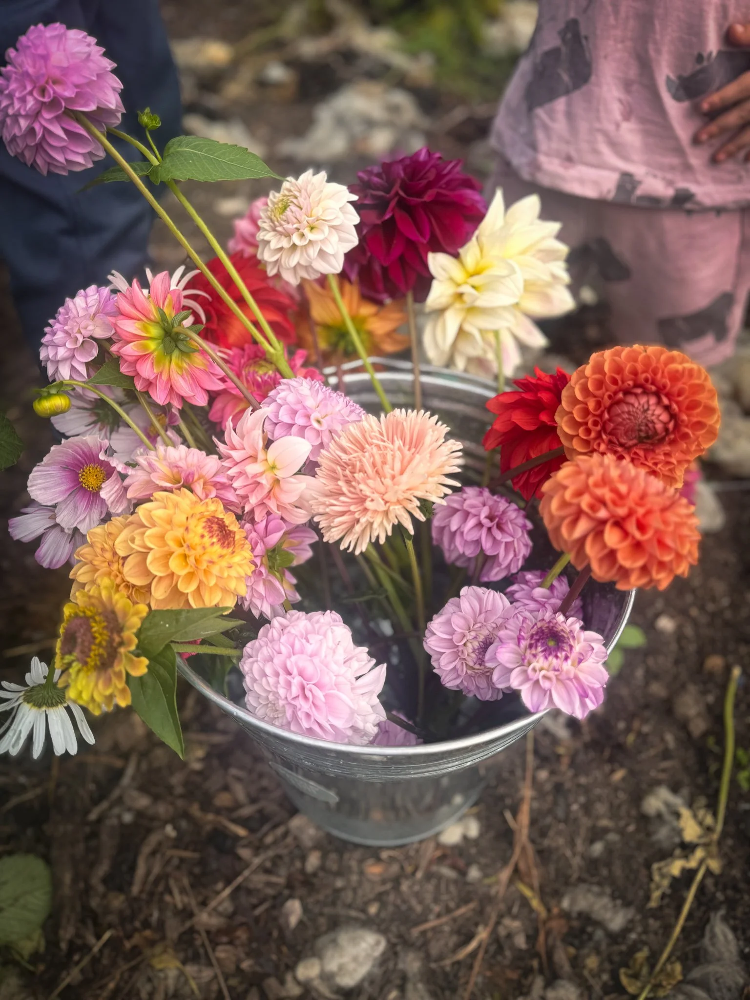 A glass vase filled with colorful dahlias and other flowers on the ground outdoors.