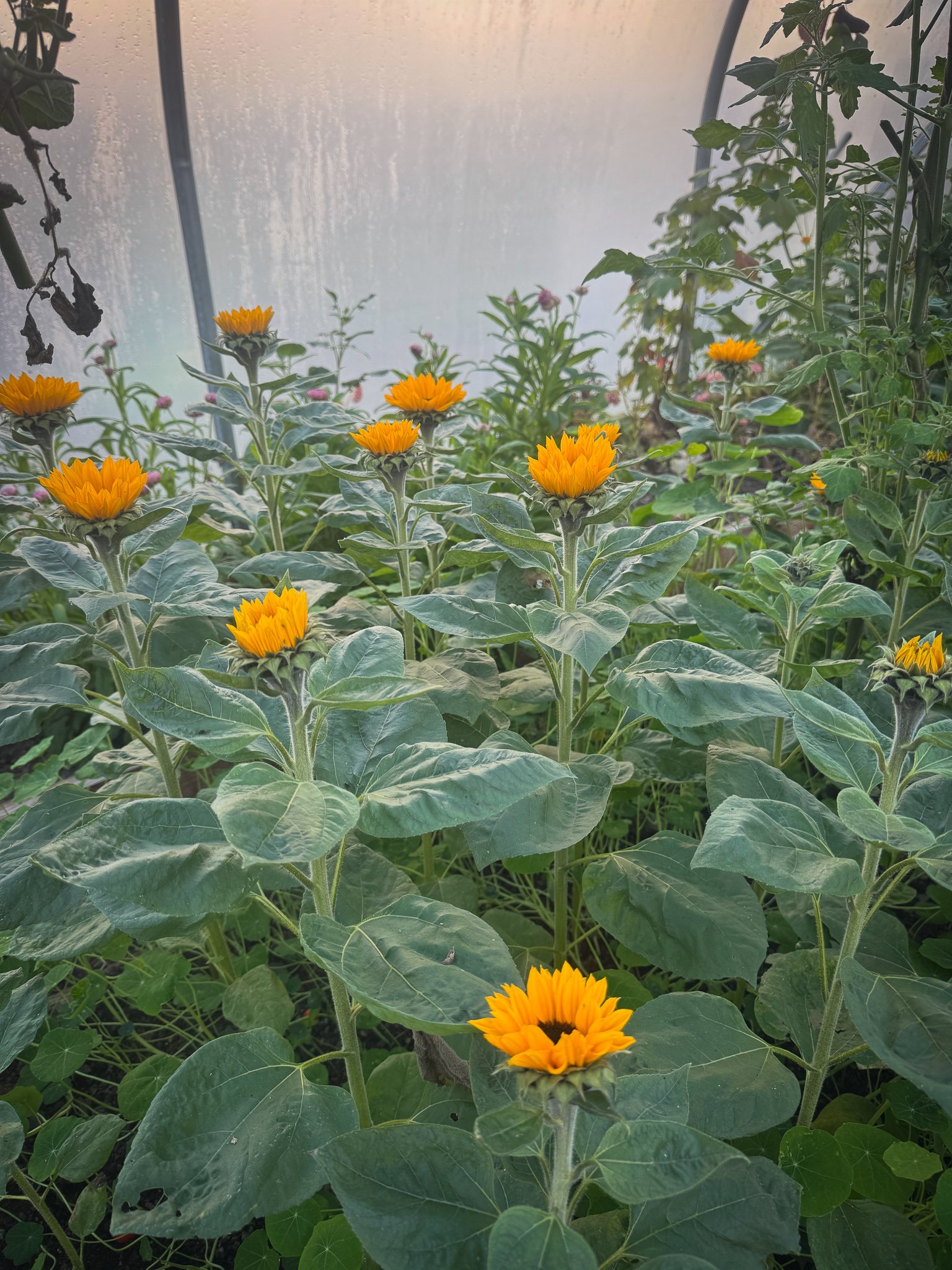 Yellow sunflower flowers growing in a greenhouse with green leaves.