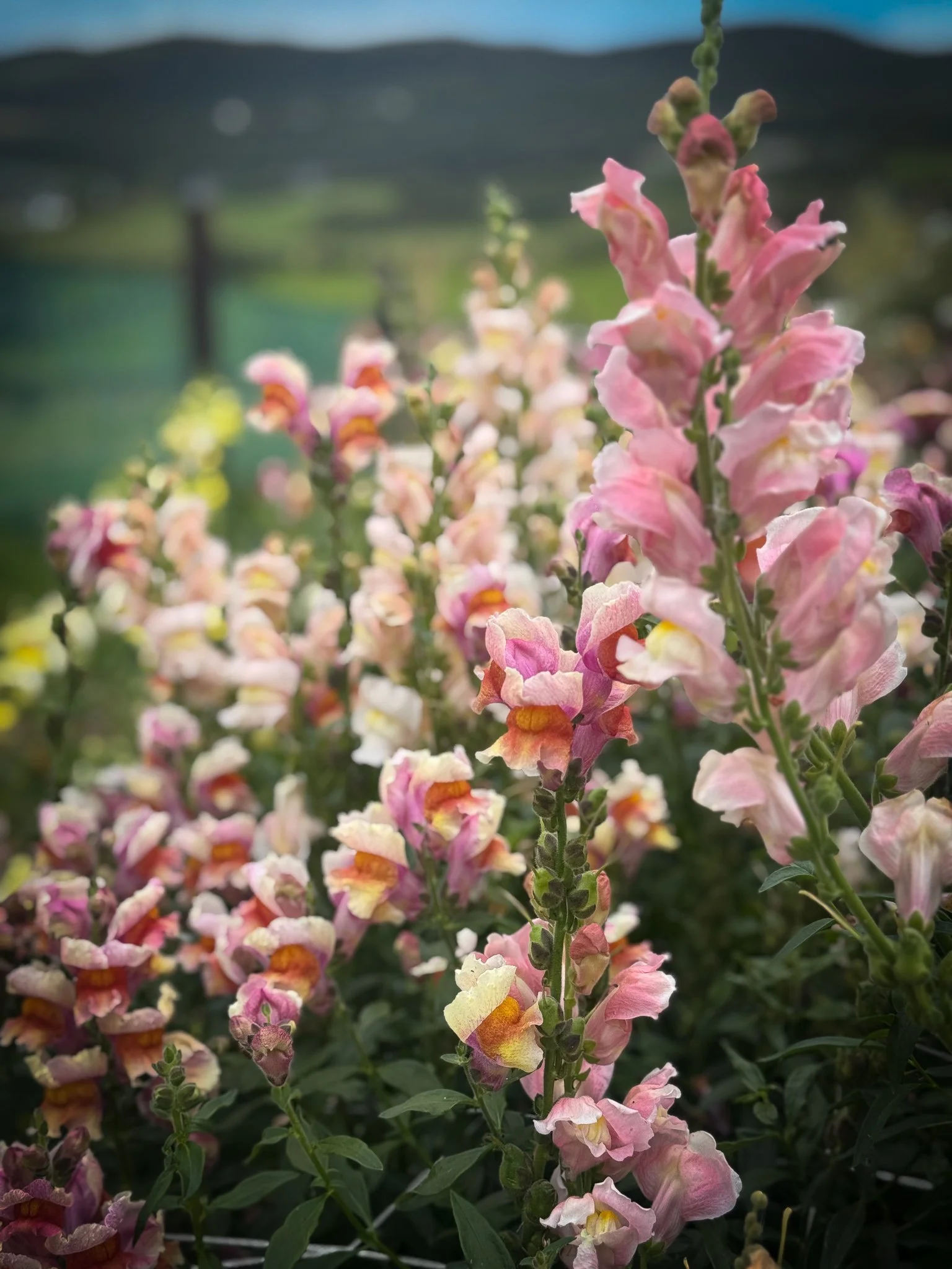 Close-up of pink and yellow snapdragon flowers in a garden, with a blurred background of green and blue scenery.