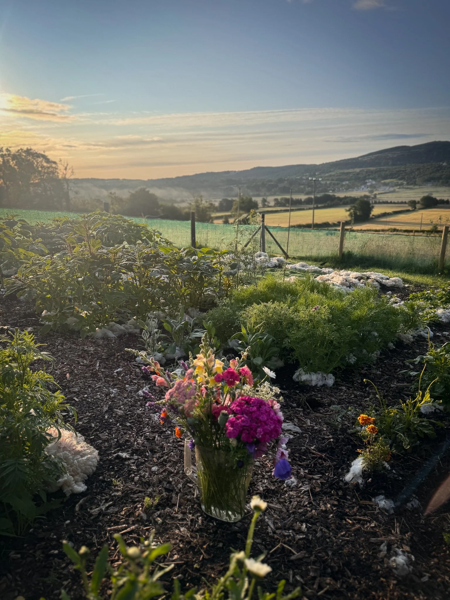 A garden with colorful flowers in a jar, surrounded by green plants, with a scenic view of hills and fields in the background during sunset.