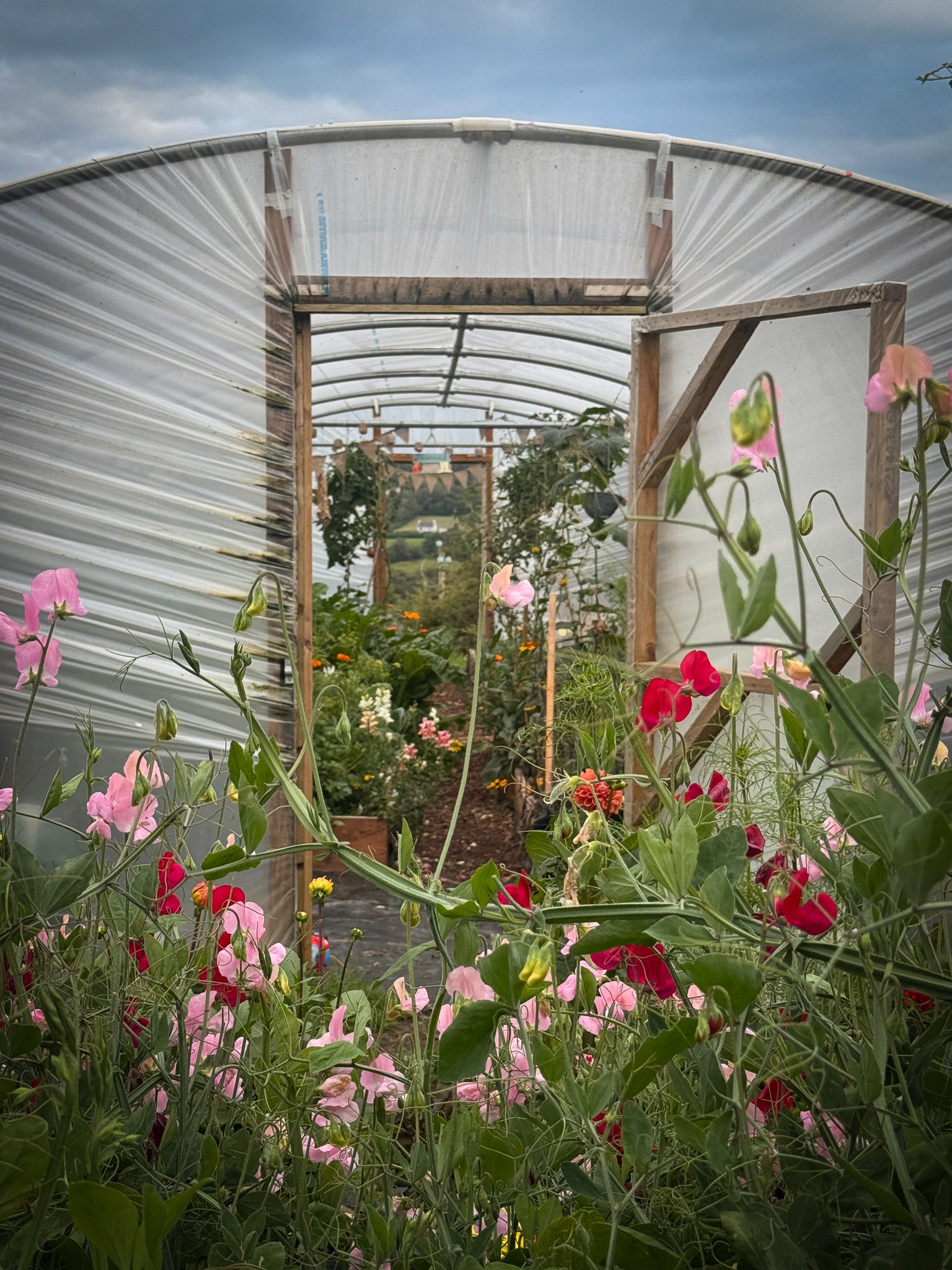 View inside a greenhouse with plants and flowers, including pink and red blossoms, framed by a wooden structure and transparent plastic walls. Overcast sky visible overhead.