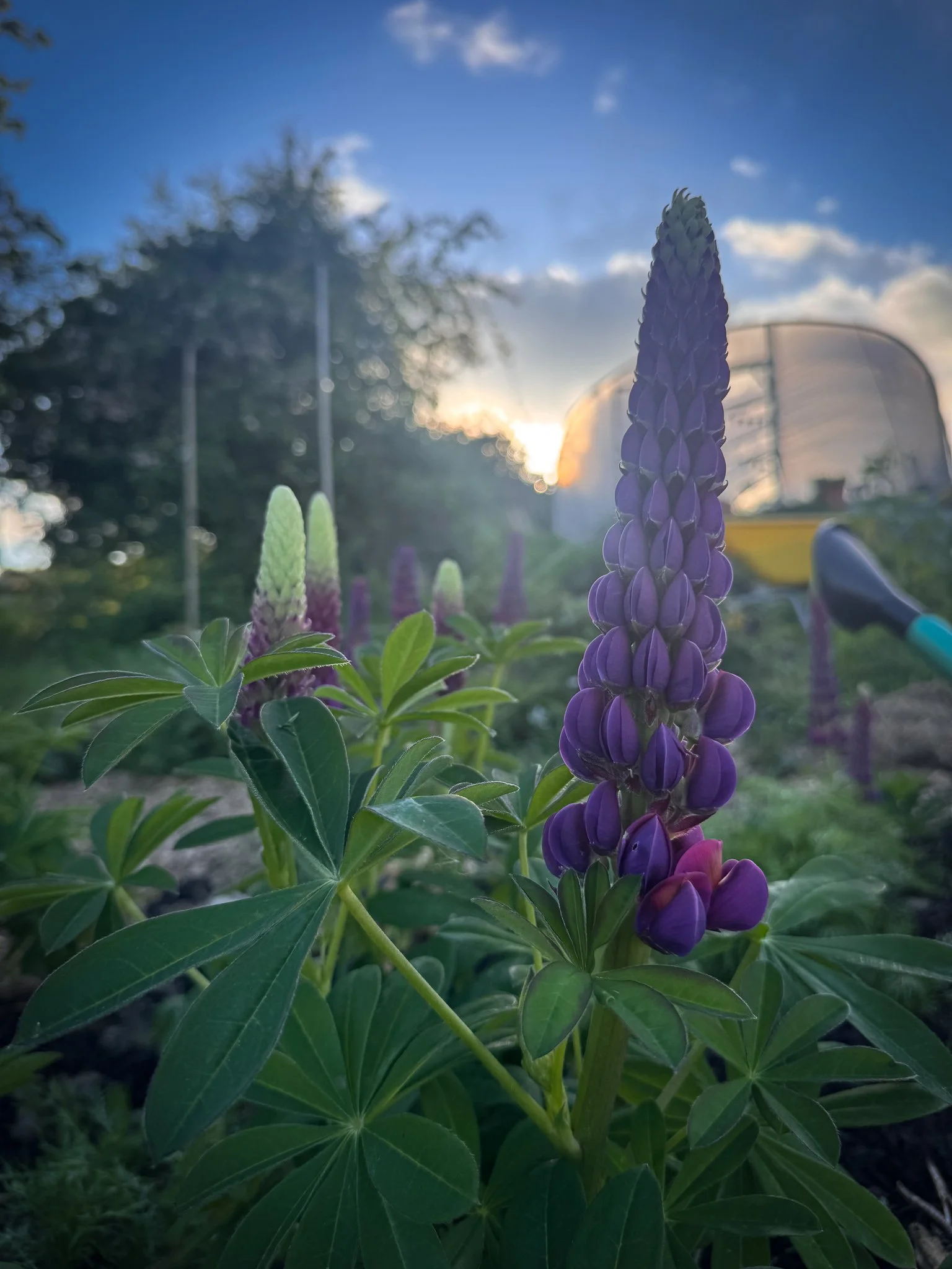 Purple lupine flowers blooming in a garden with a sunset sky in the background.