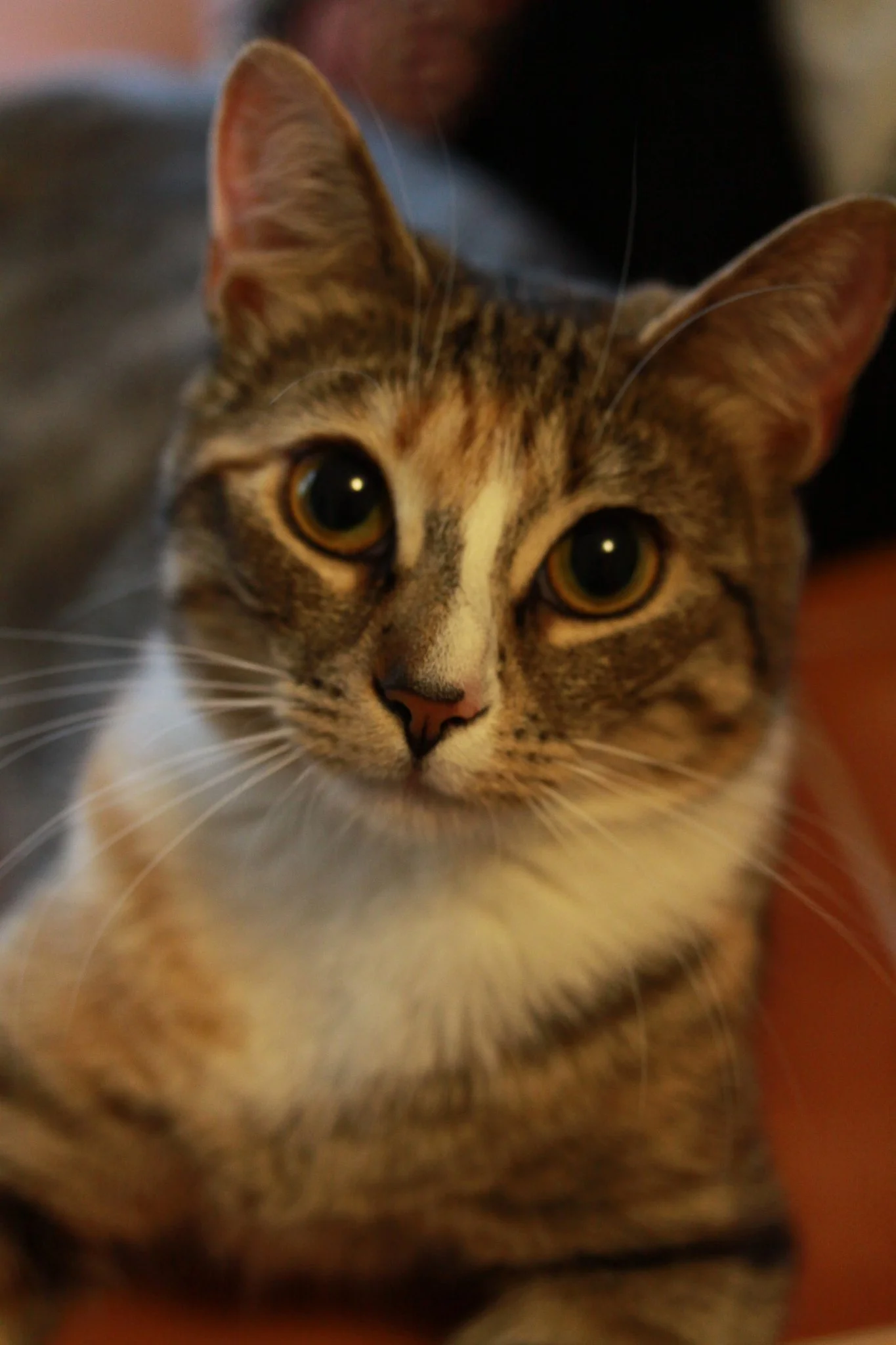 Sweet Alice of Sweet Alice Photography