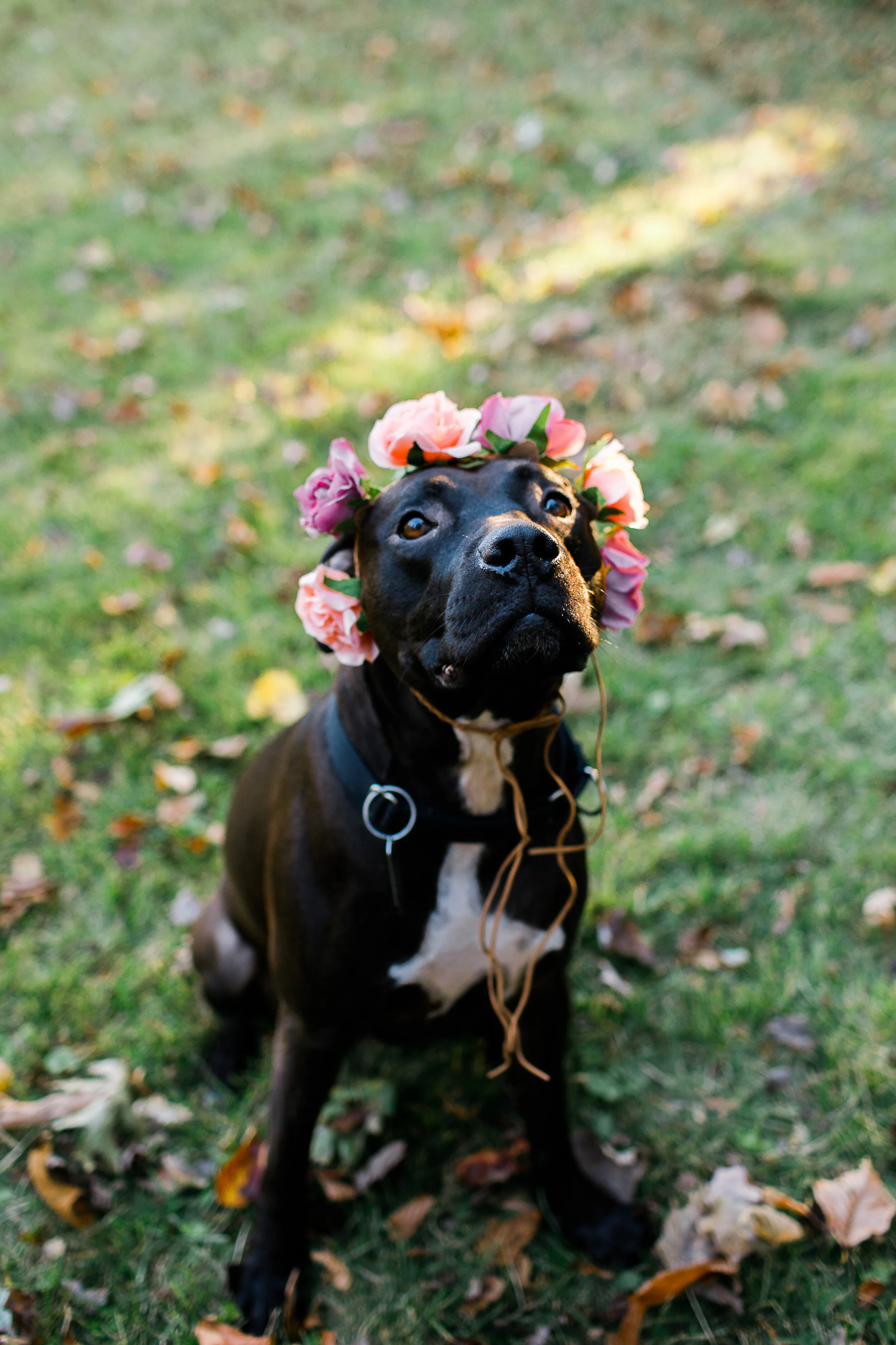 Pitbull Portrait Hudson Valley Photographer Sweet Alice Photography.jpg