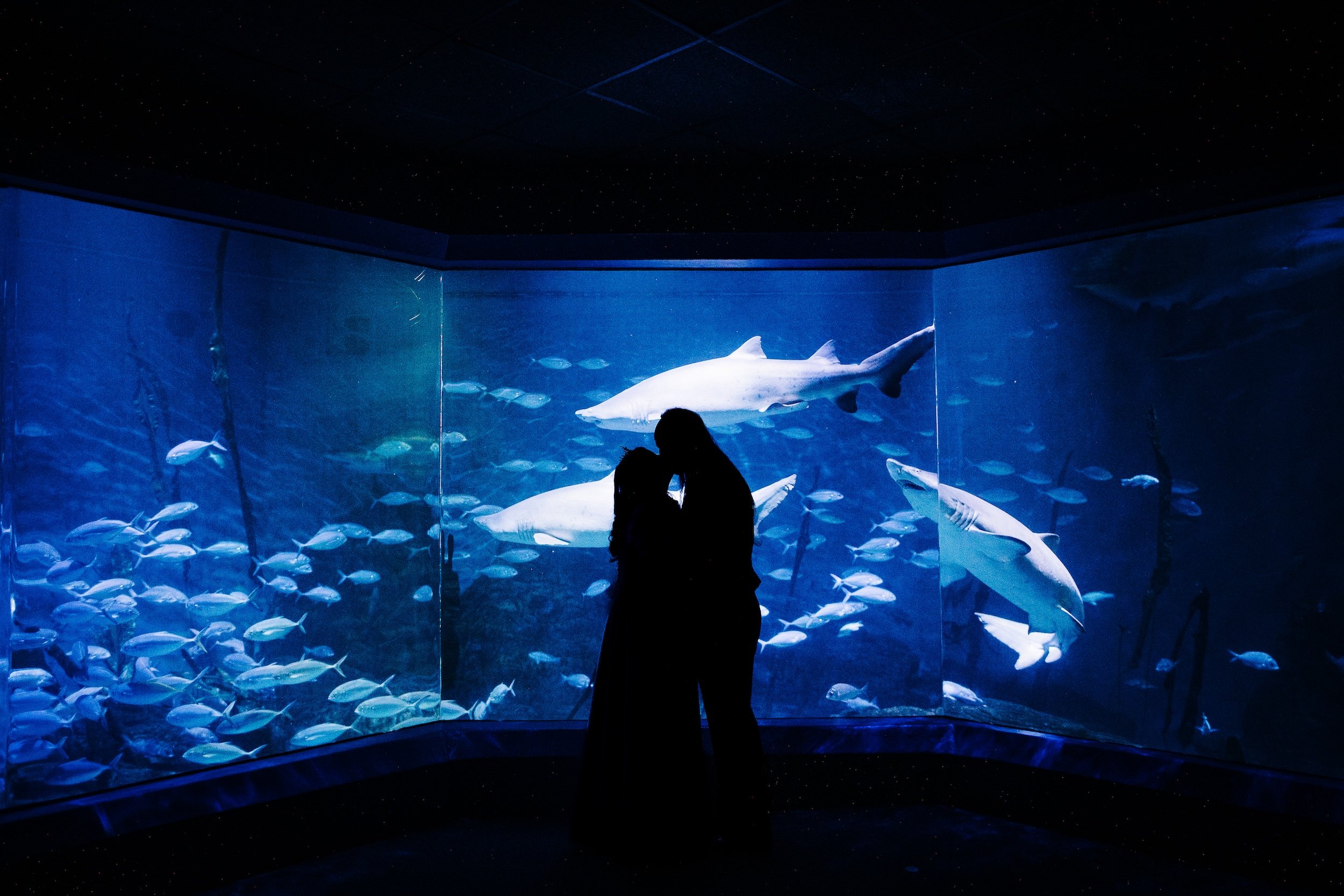 Maritime Aquarium at Norwalk Wedding // Daisy + Keith