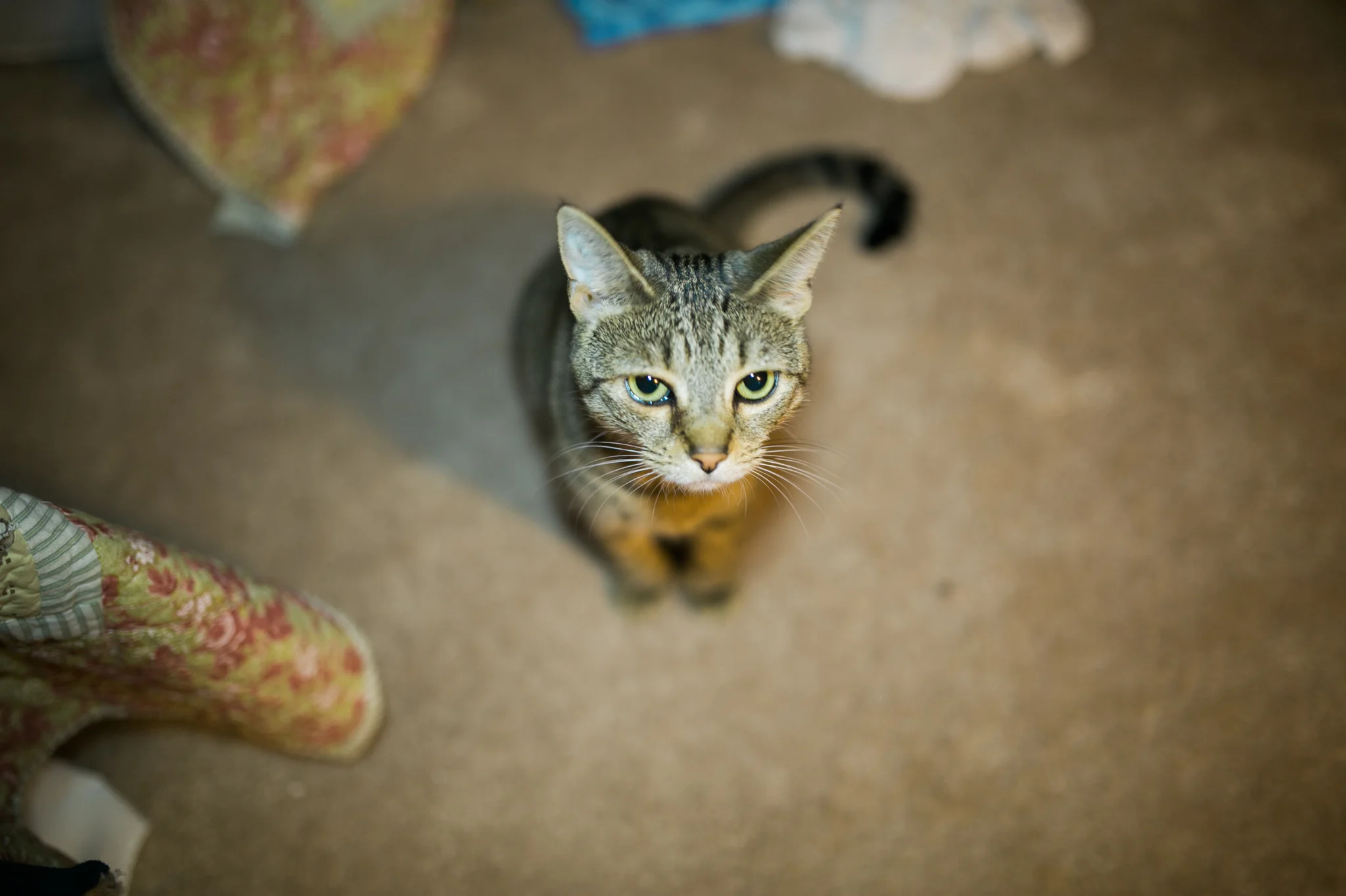 Hudson Valley Photographer Sweet Alice IG Blog-1-5.jpg