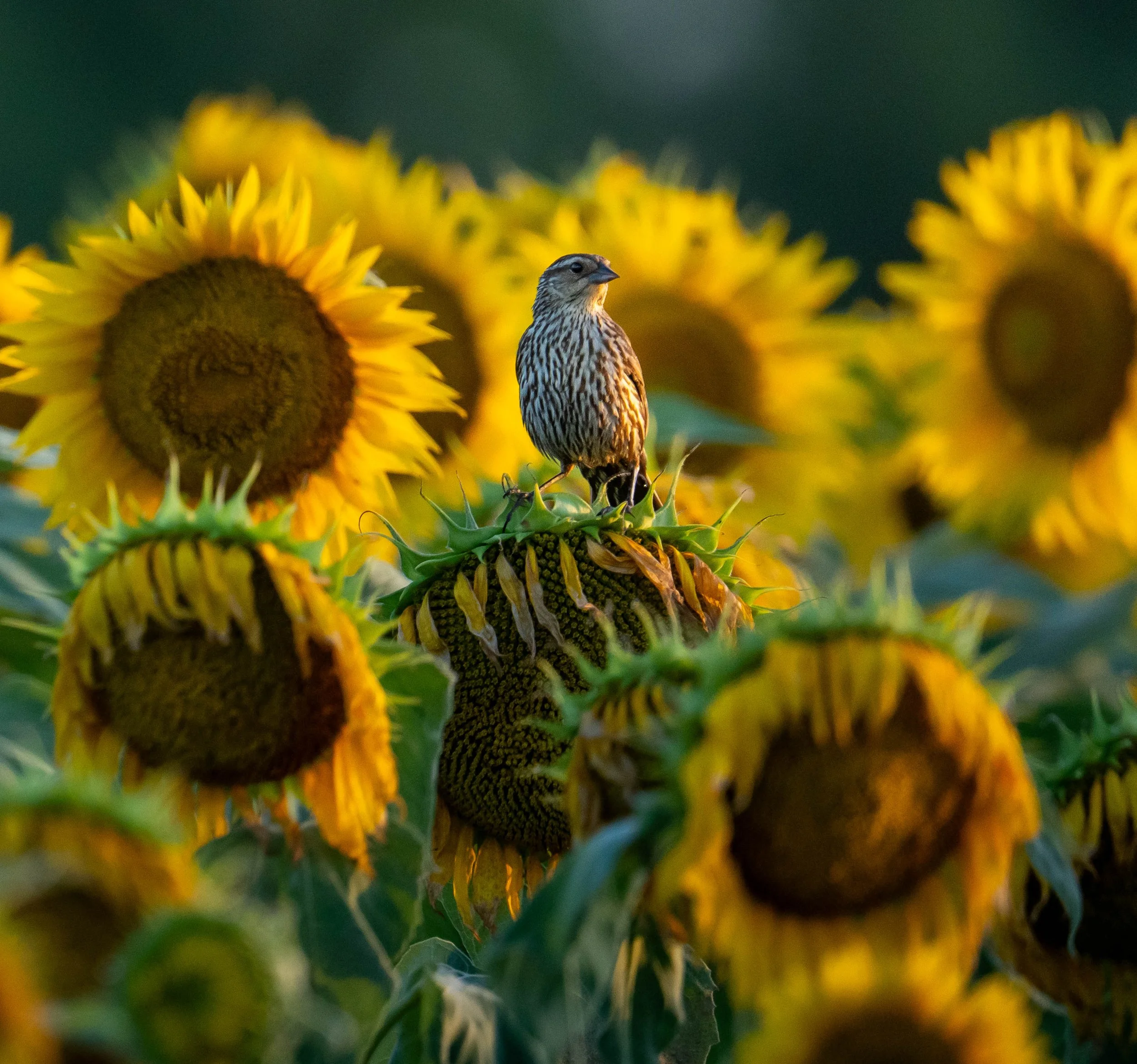 A bird perched on a sunflower in a sunflower field during sunset.
