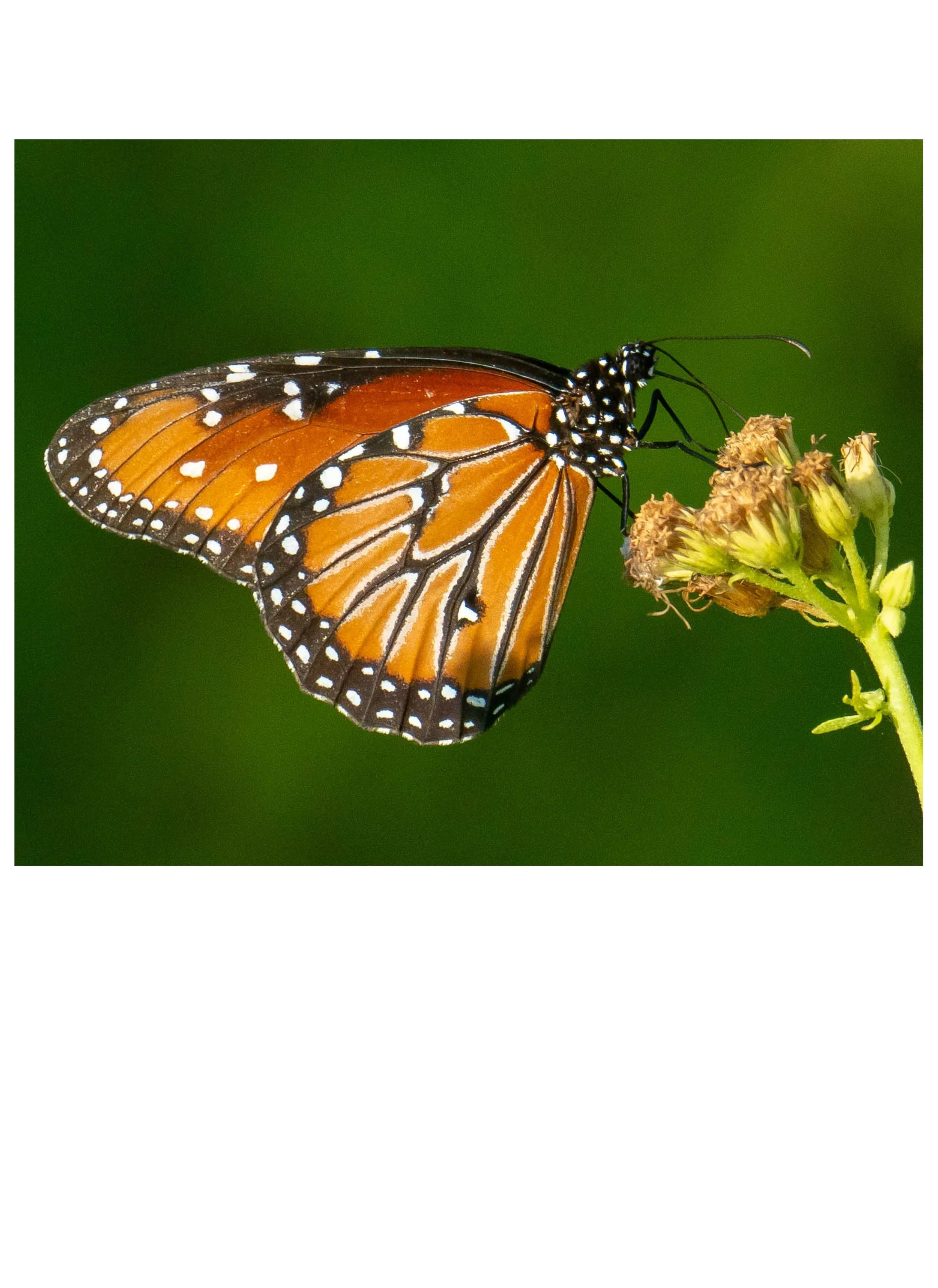G3- Butterfly