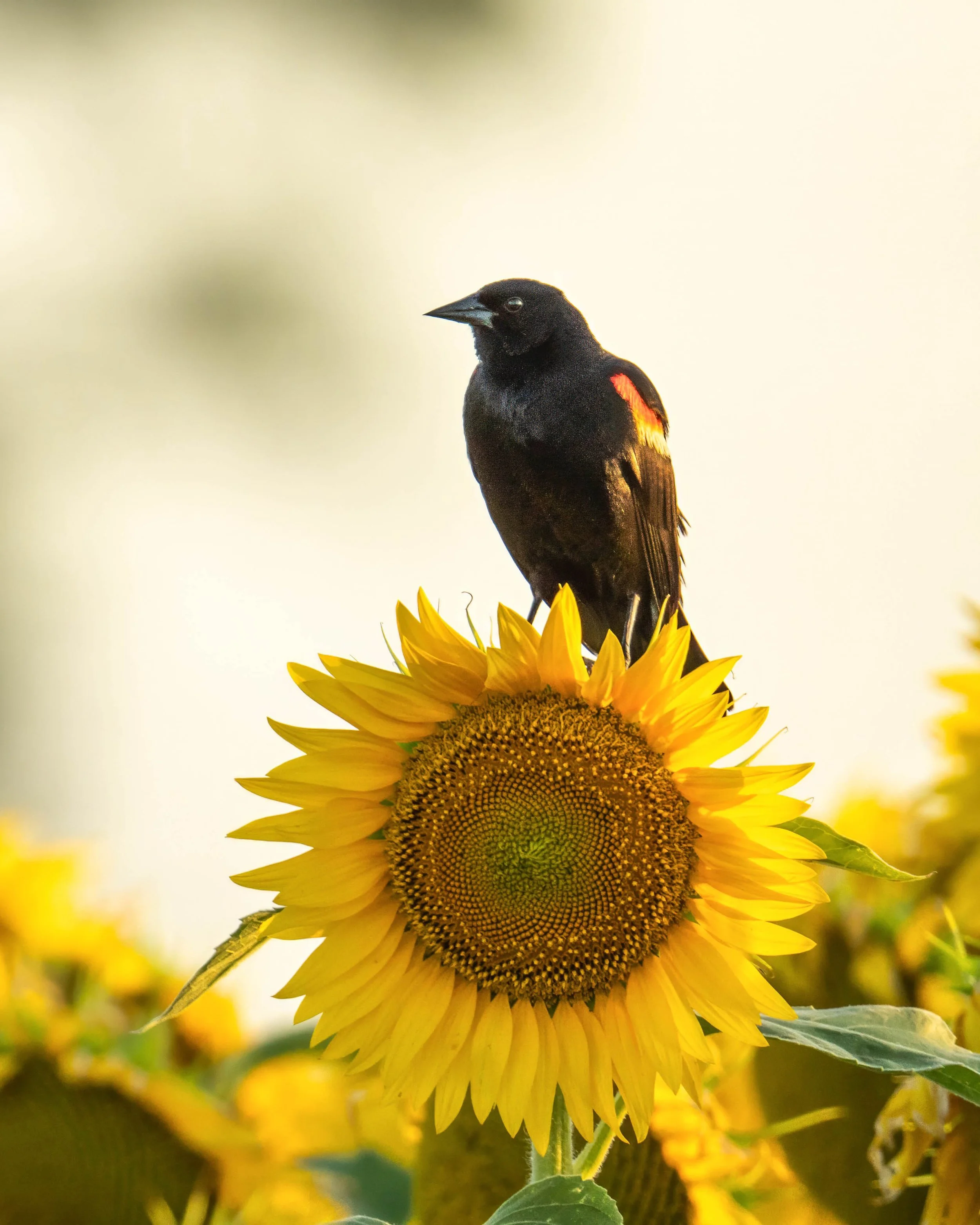 G3- Red Winged Blackbird in the Sunflower field