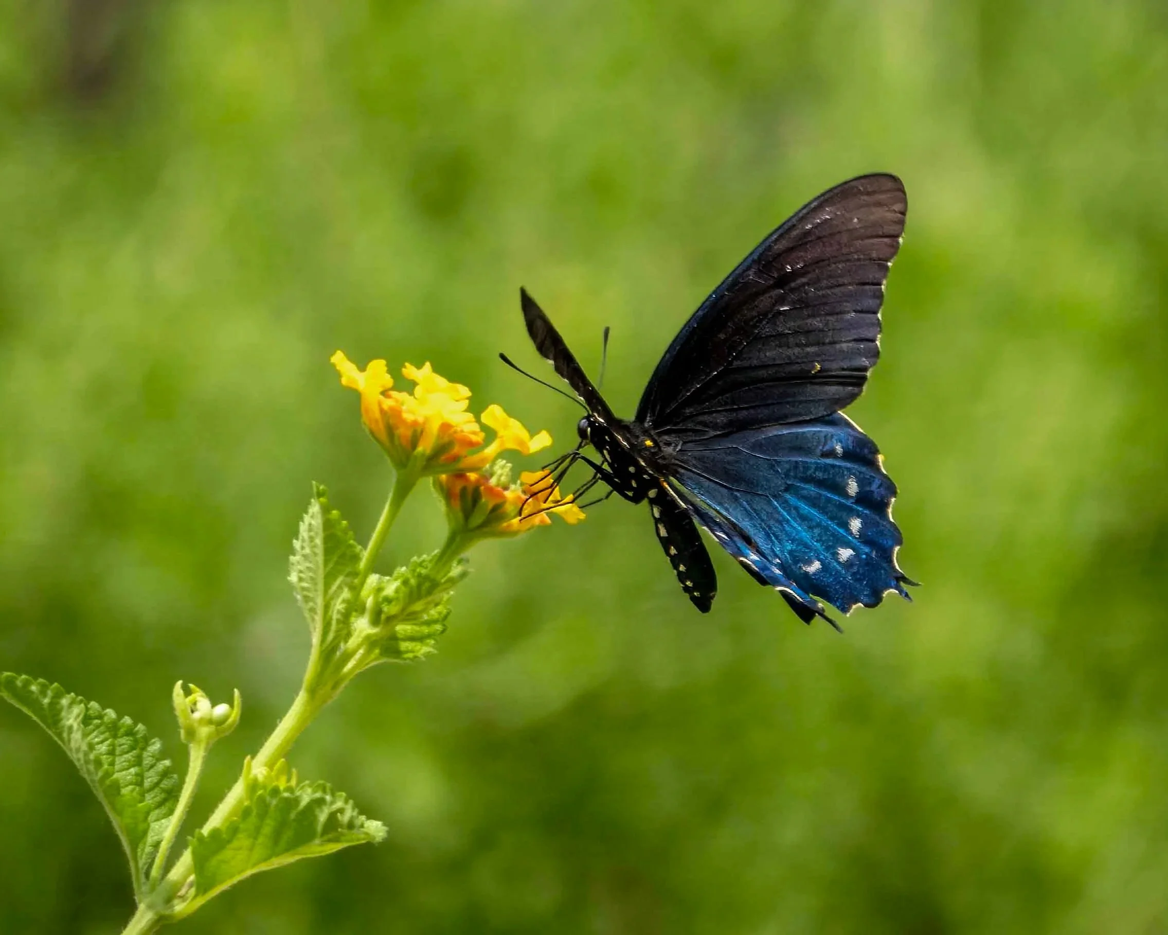 Pipevine Swallowtail butterfly, Austin TX July 2024